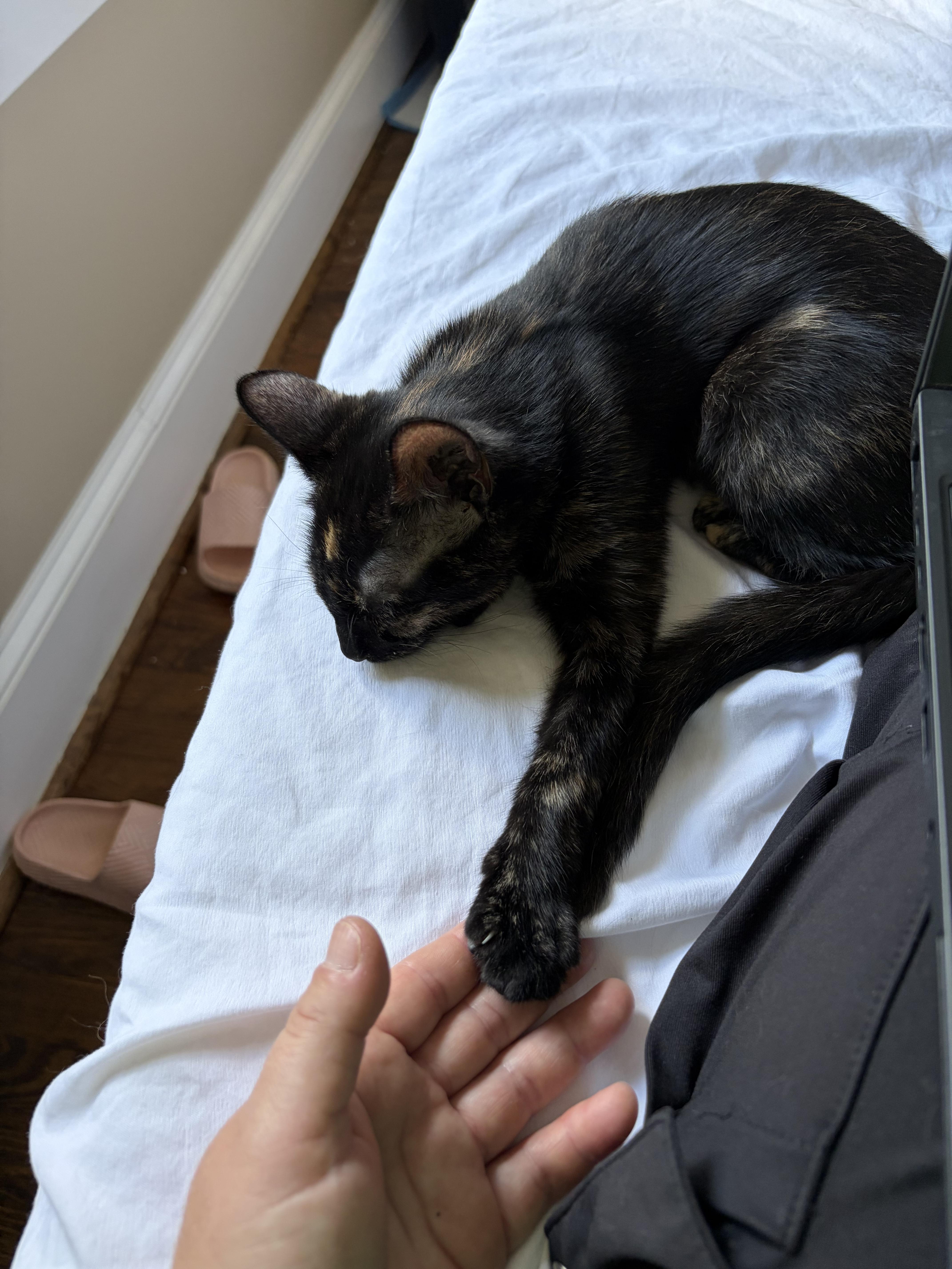 Enlarge Patricia, a Adopted Domestic Short Hair in Belmont, NC image 2/3