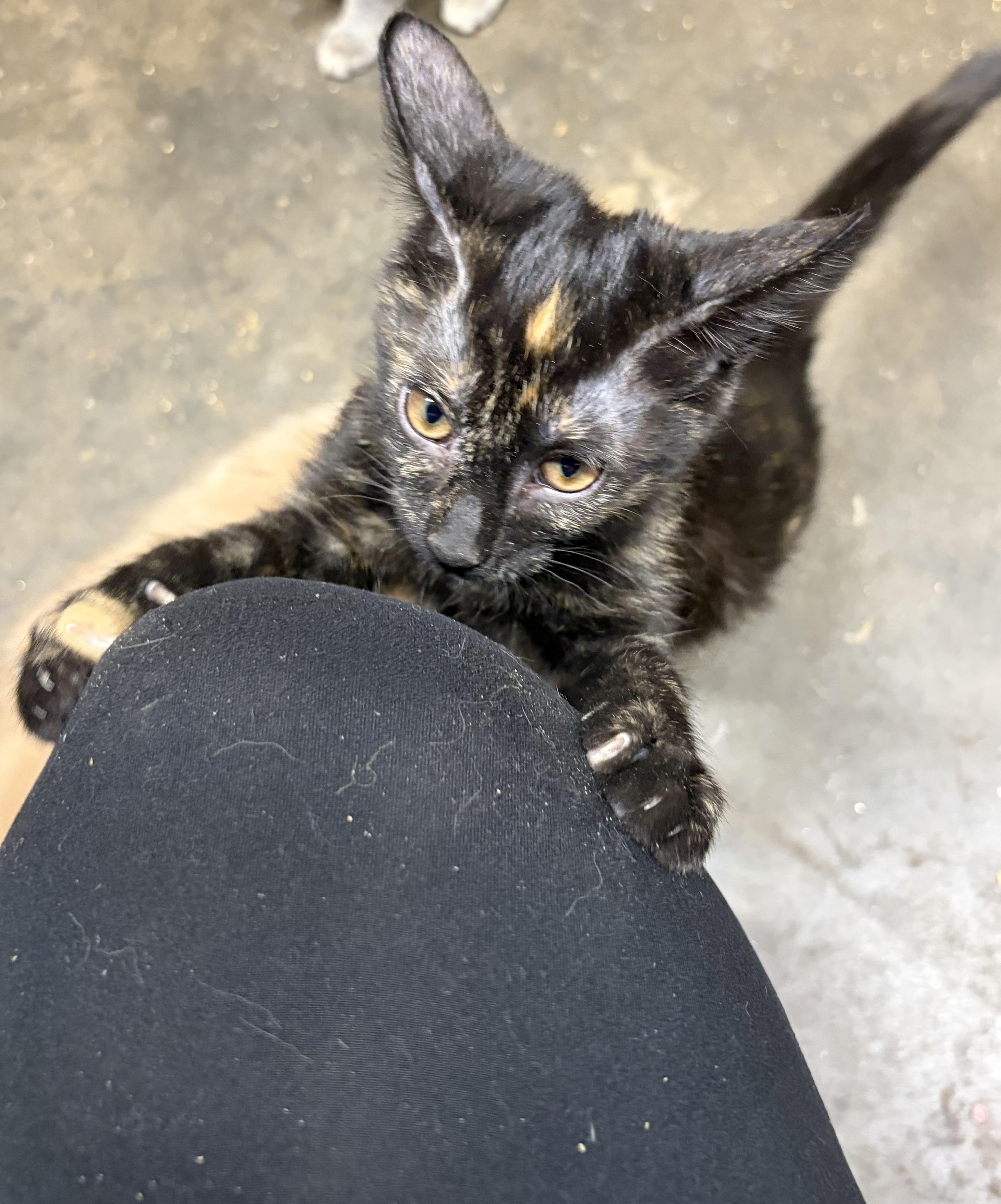 Enlarge Patricia, a Adopted Domestic Short Hair in Belmont, NC image 3/3