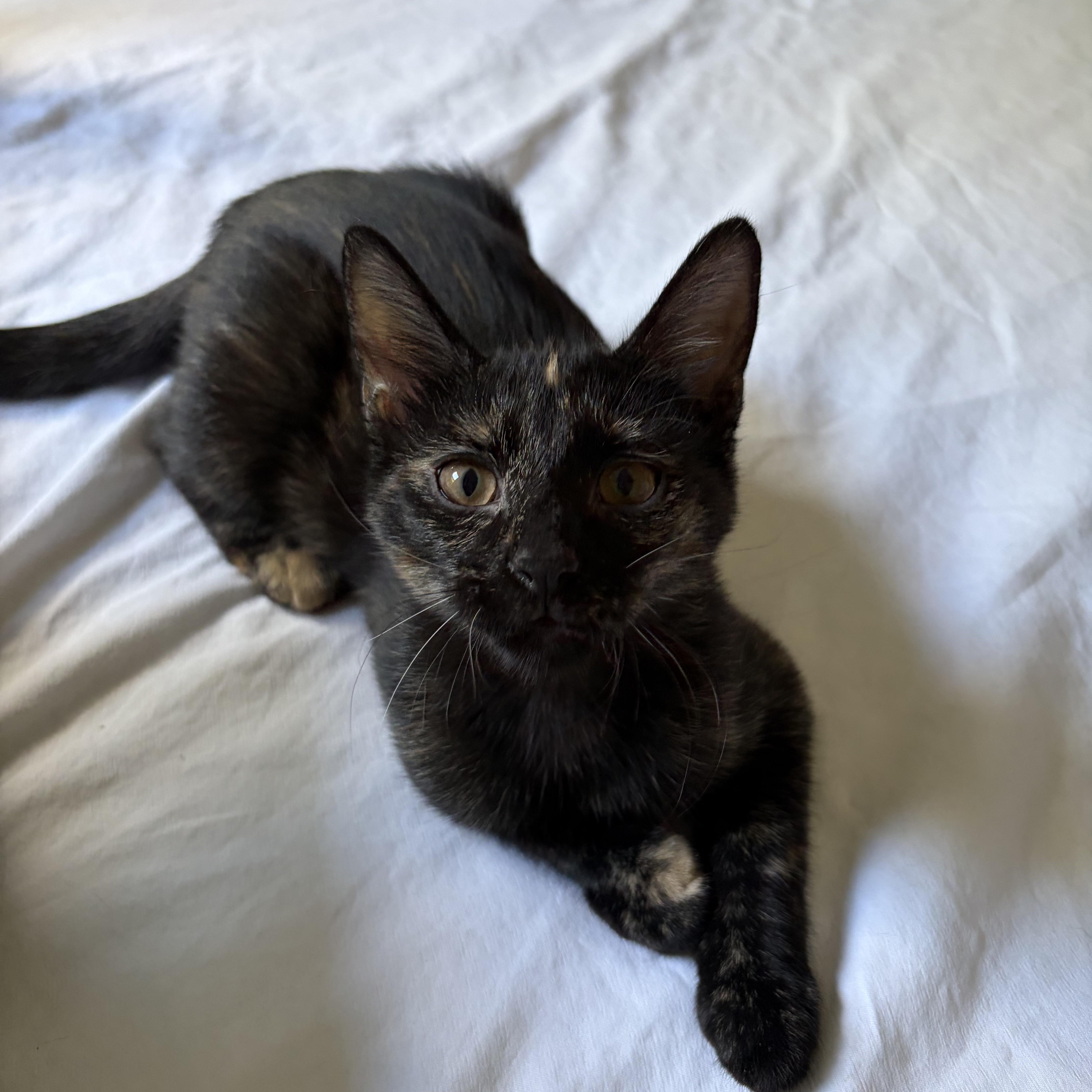 Enlarge Patricia, a Adopted Domestic Short Hair in Belmont, NC image 1/3