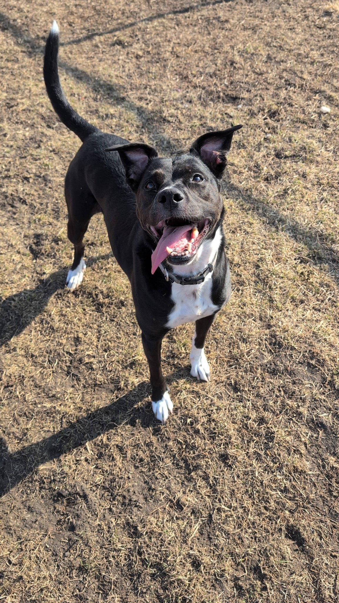 Enlarge Abbie and Skylar, a ADOPTABLE Mixed Breed in Davenport, IA image 4/5