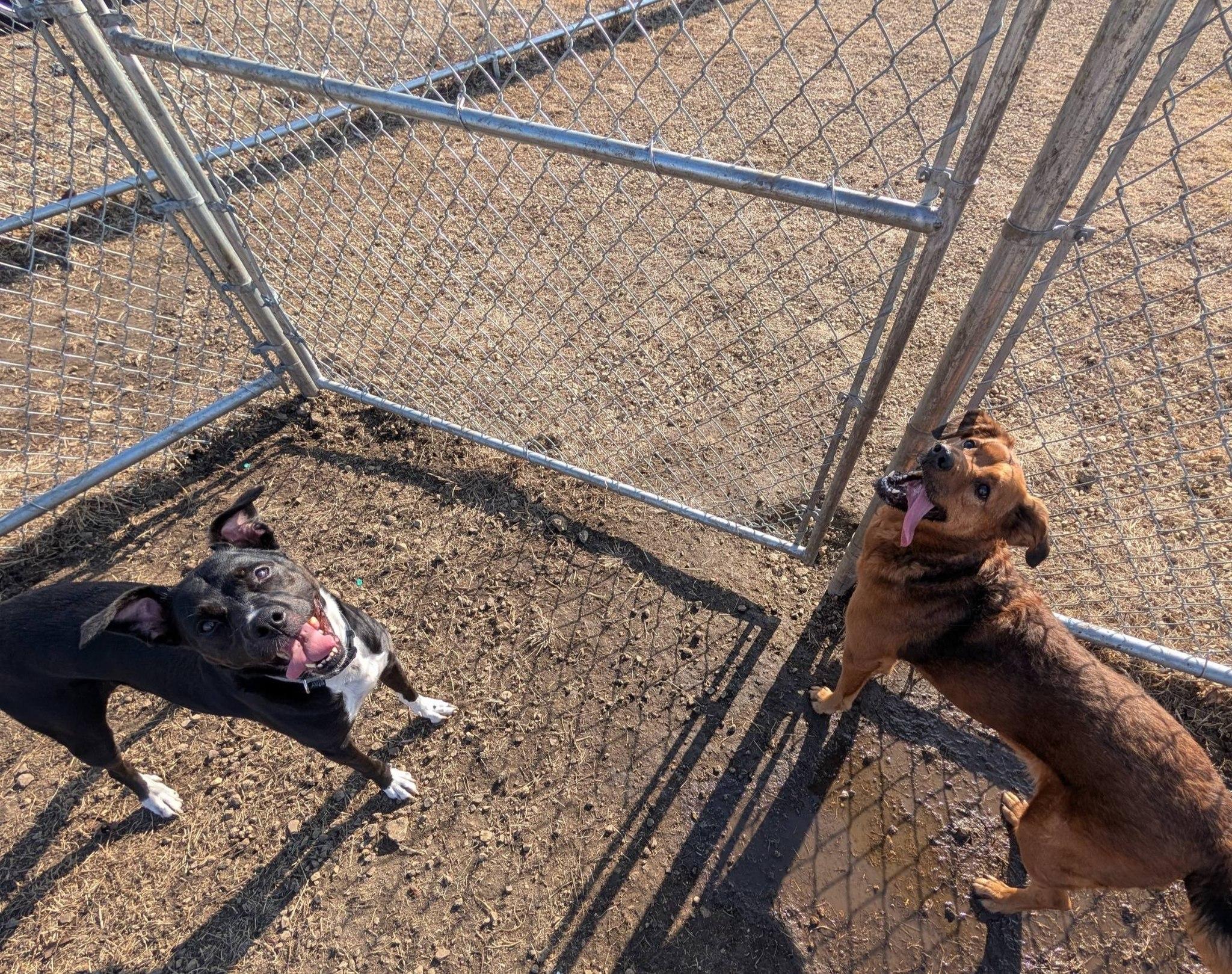 Enlarge Abbie and Skylar, a ADOPTABLE Mixed Breed in Davenport, IA image 3/5