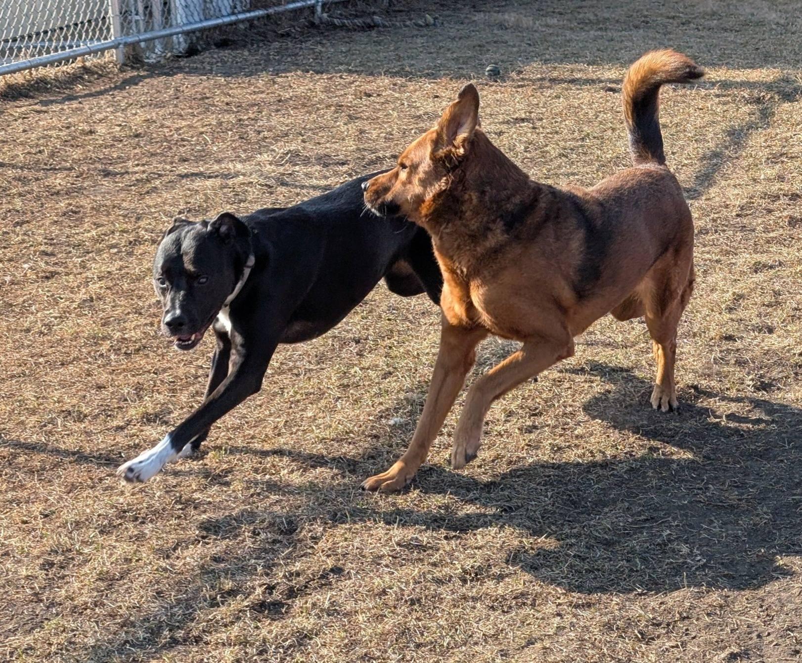 Abbie and Skylar, ADOPTABLE, Adult Female Mixed Breed.