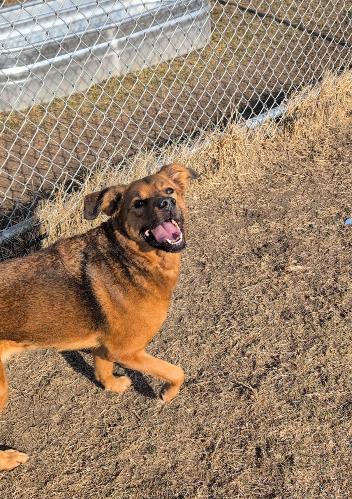 Enlarge Abbie and Skylar, a ADOPTABLE Mixed Breed in Davenport, IA image 5/5
