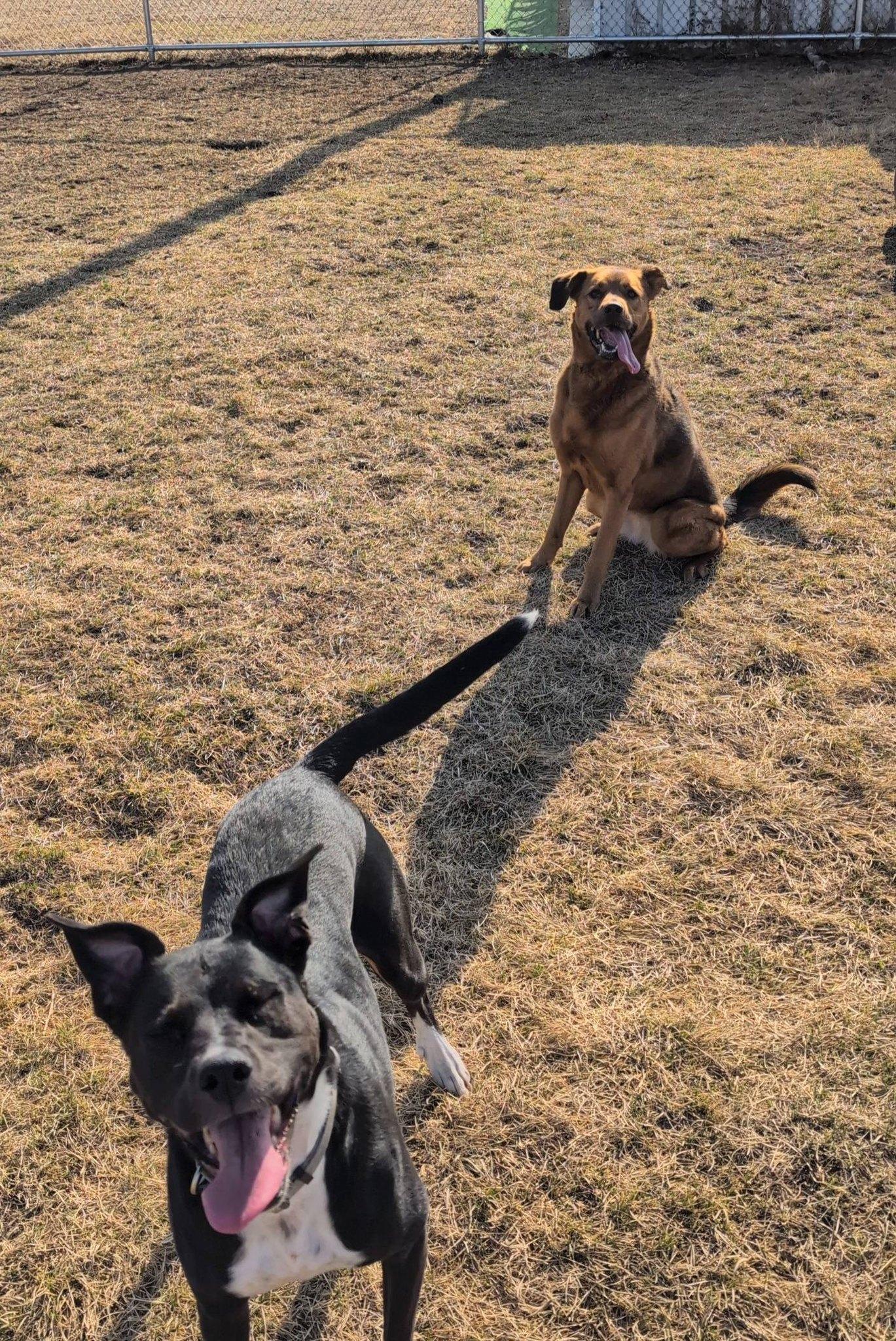 Enlarge Abbie and Skylar, a ADOPTABLE Mixed Breed in Davenport, IA image 2/5
