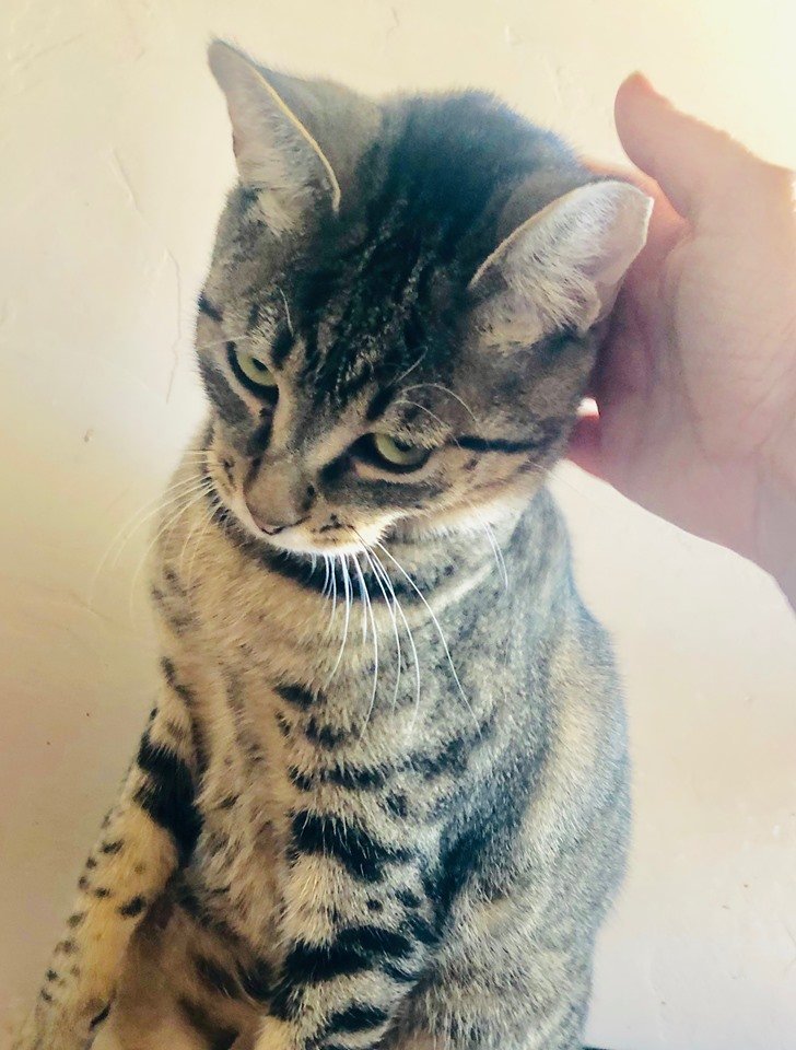 ANIKA, a Adoptable Domestic Short Hair in Oro Valley, AZ image 1/7