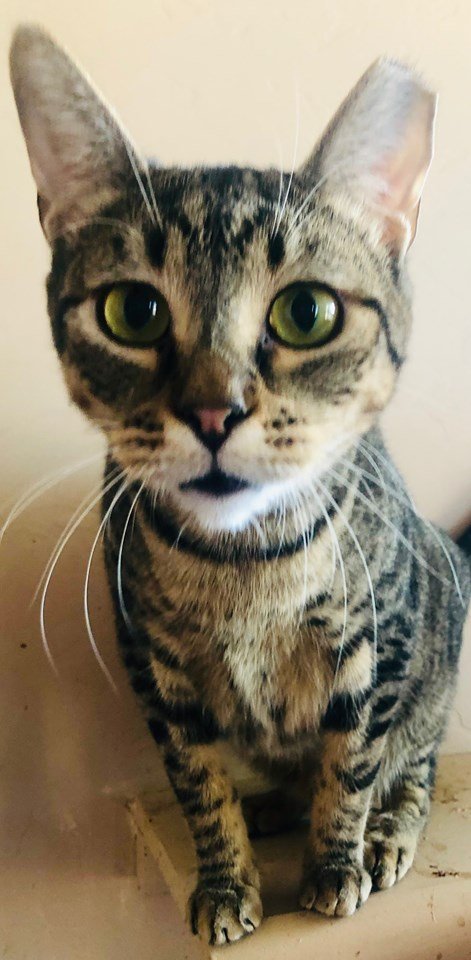 ANIKA, a Adoptable Domestic Short Hair in Oro Valley, AZ image 3/7