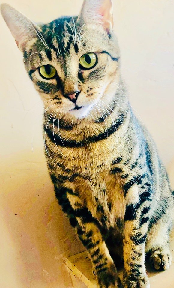 ANIKA, a Adoptable Domestic Short Hair in Oro Valley, AZ image 4/7