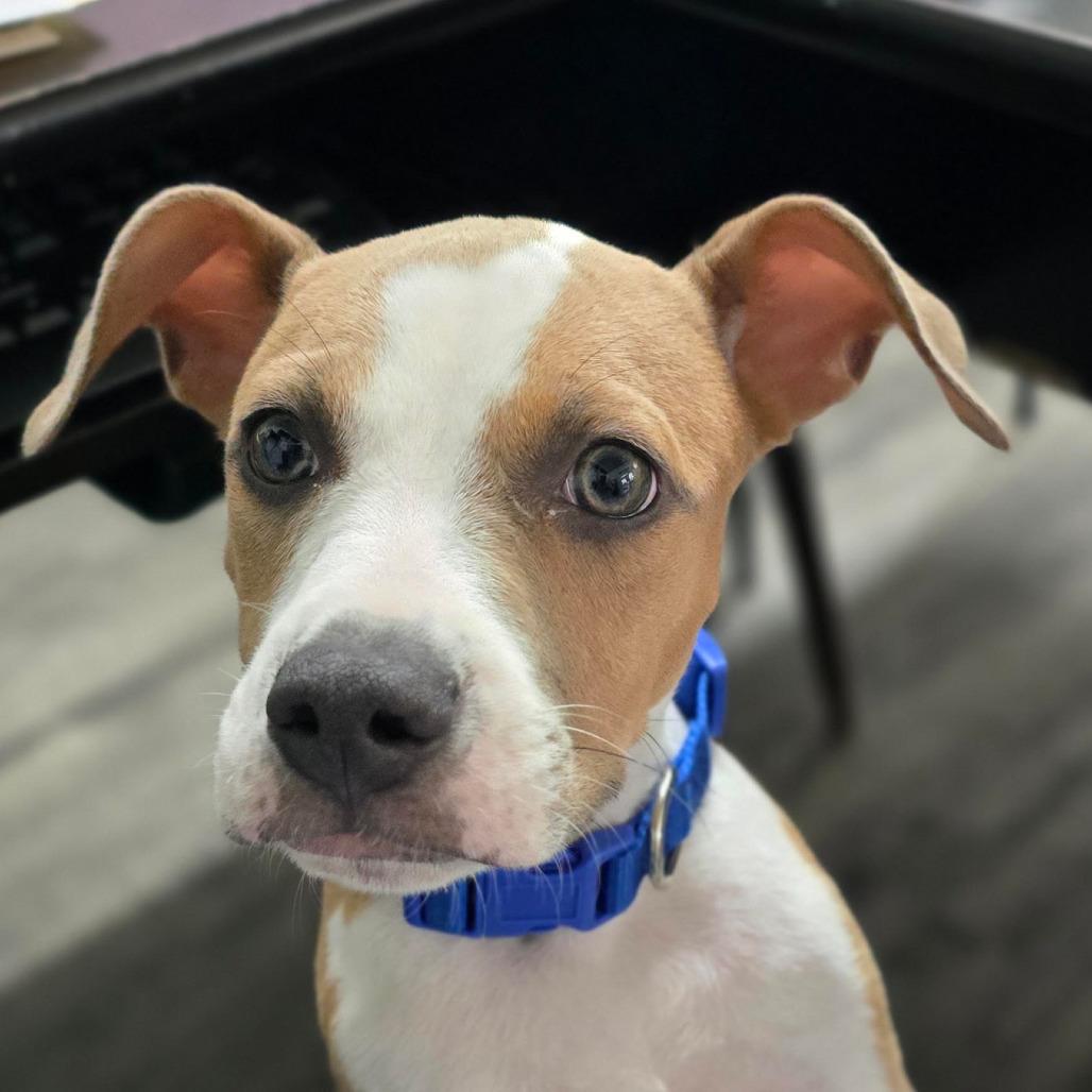 Enlarge SCOOBY, a Adoptable mixed breed in Holton, KS image 1/1
