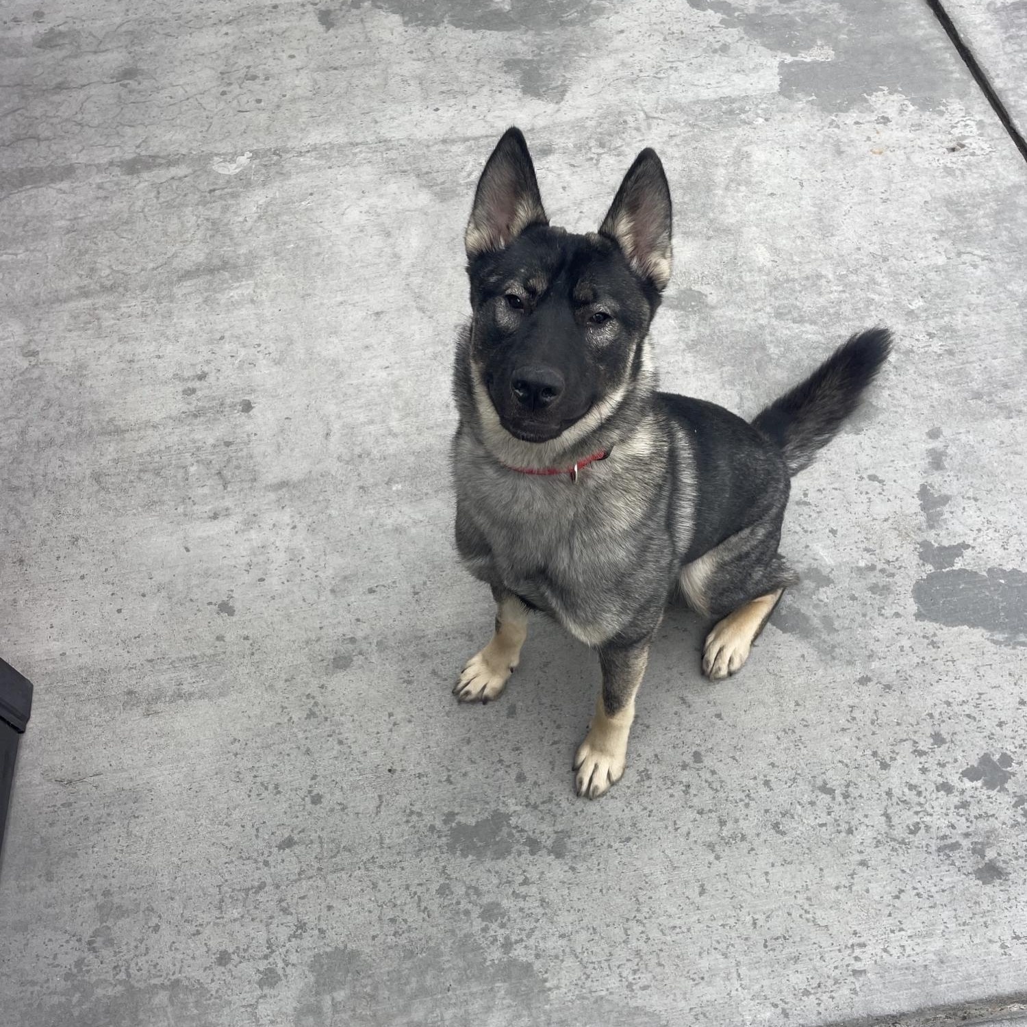 Rebel, ADOPTABLE, Adult Female German Shepherd Dog.