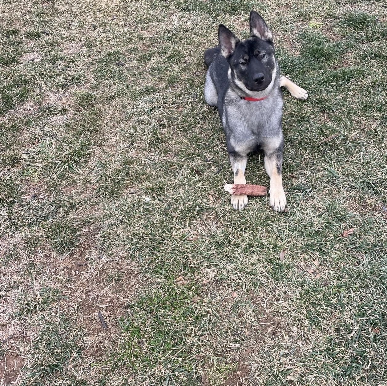 Enlarge Rebel, a ADOPTABLE mixed breed in Clarksburg, MD image 2/4