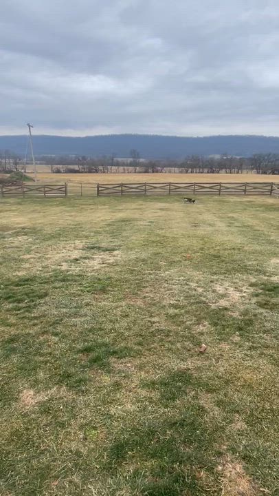 Enlarge Rebel, a ADOPTABLE mixed breed in Clarksburg, MD video 3/4