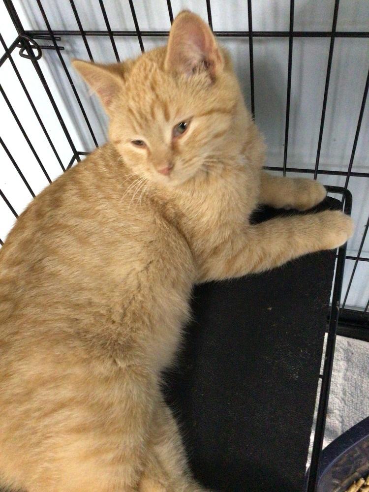 Rascal, Adoptable, Young Male Domestic Short Hair.
