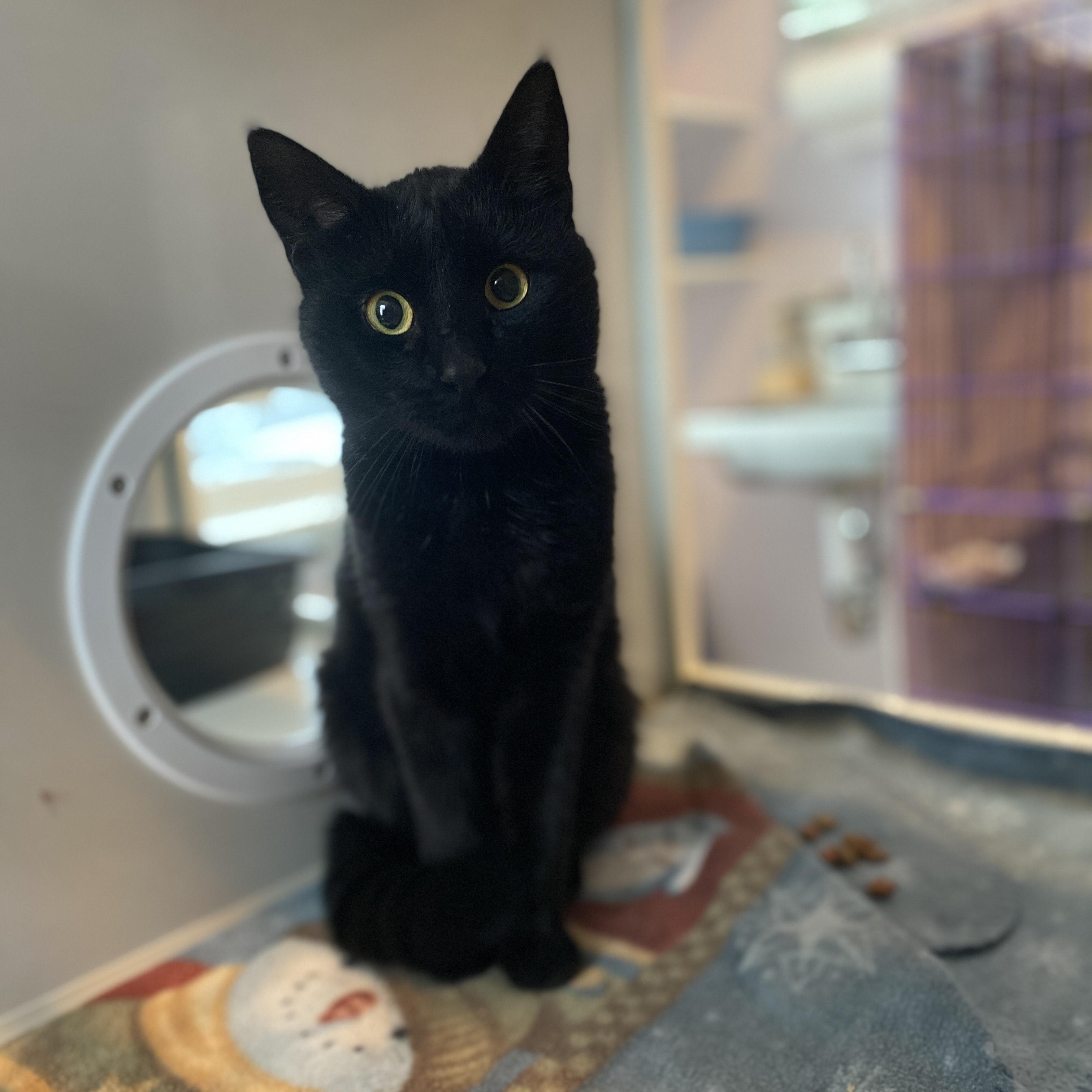 Baines, an adoptable Domestic Short Hair in Salisbury, MA, 01952 | Photo Image 1