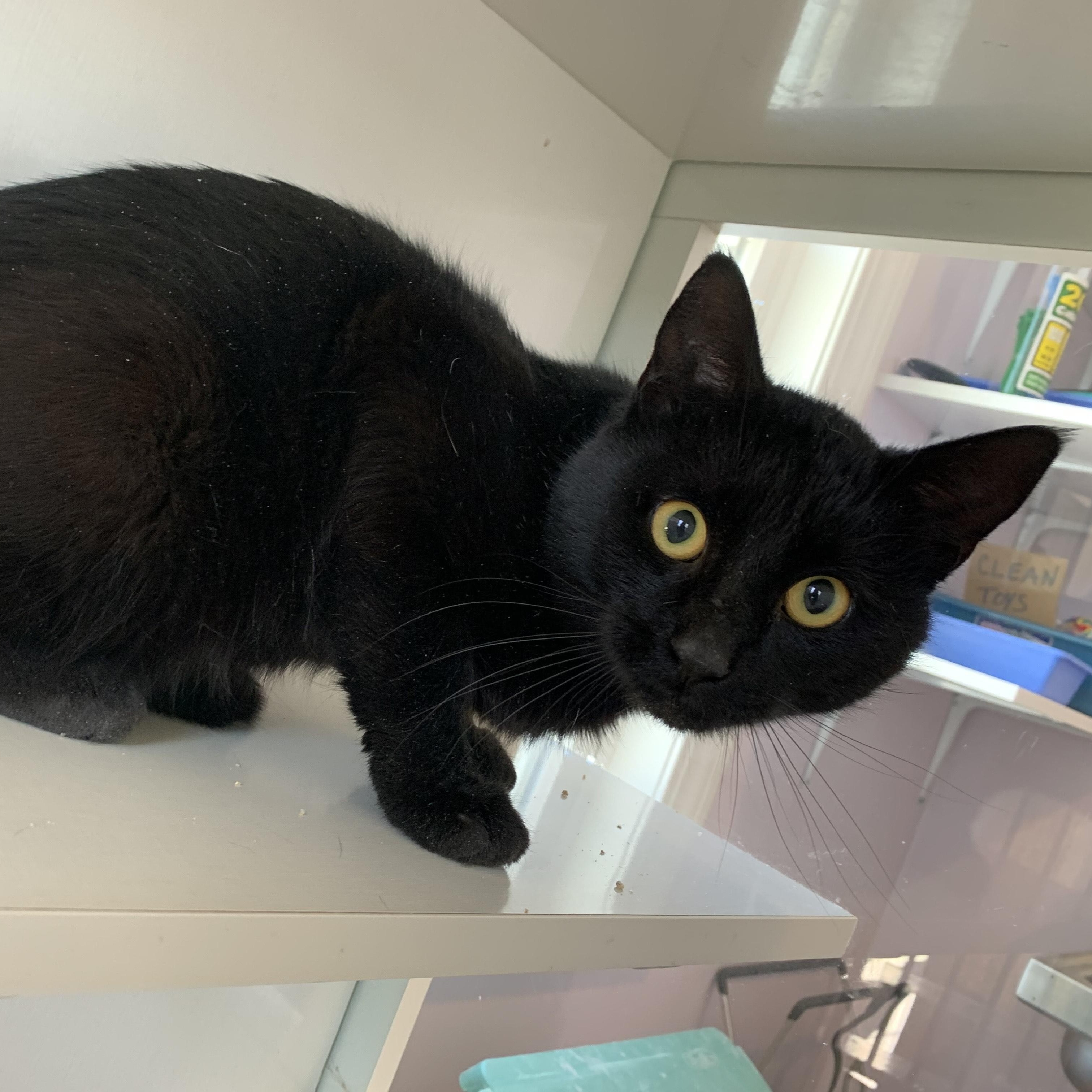 Baines, an adoptable Domestic Short Hair in Salisbury, MA, 01952 | Photo Image 3