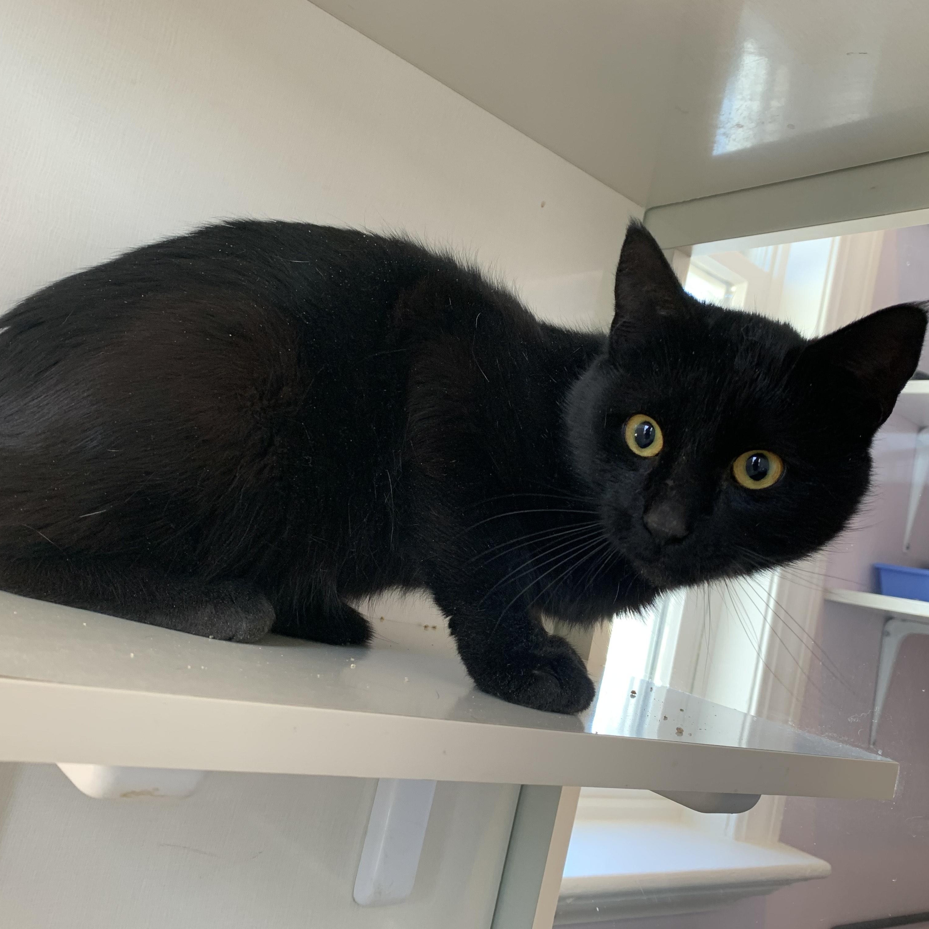 Baines, an adoptable Domestic Short Hair in Salisbury, MA, 01952 | Photo Image 4