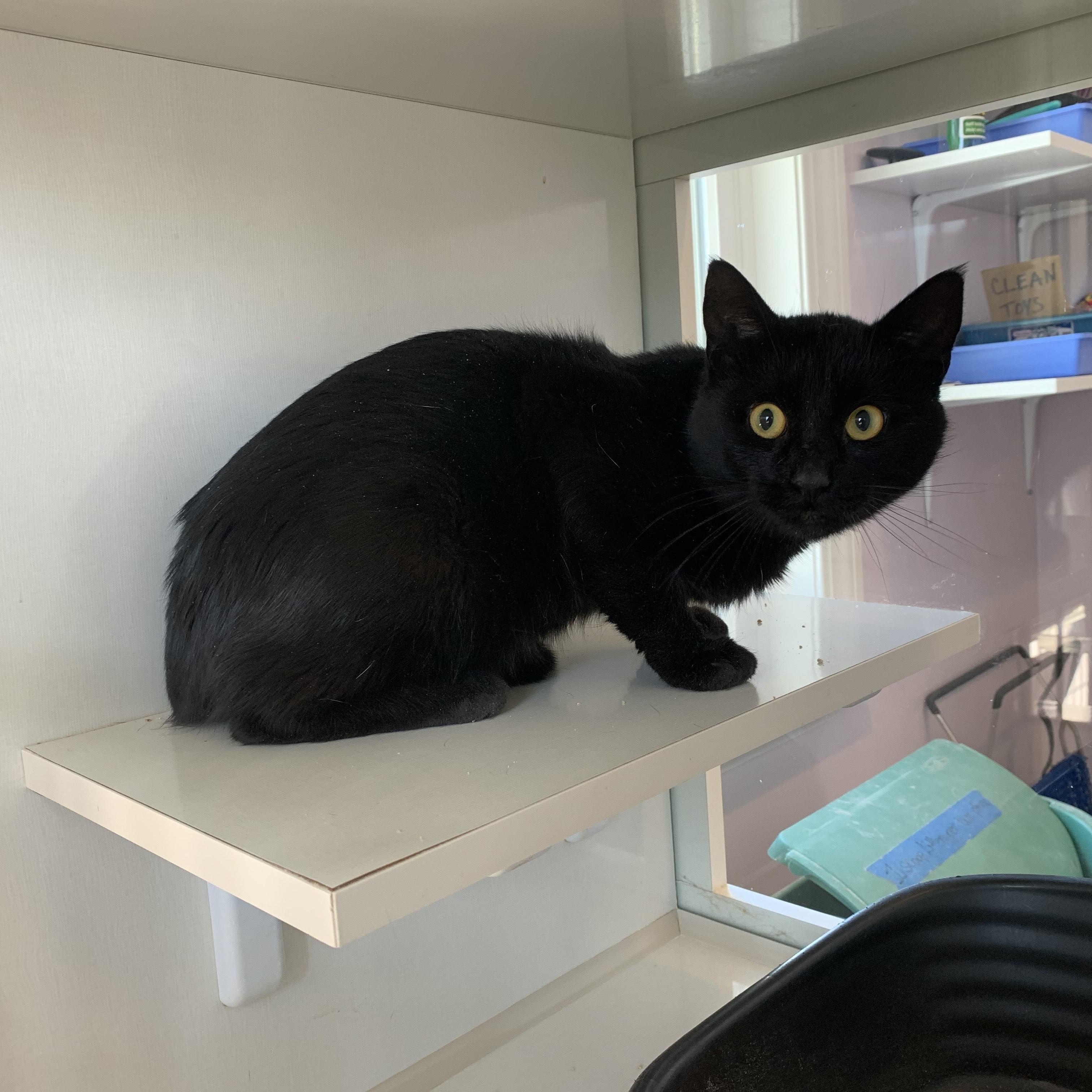 Baines, an adoptable Domestic Short Hair in Salisbury, MA, 01952 | Photo Image 5