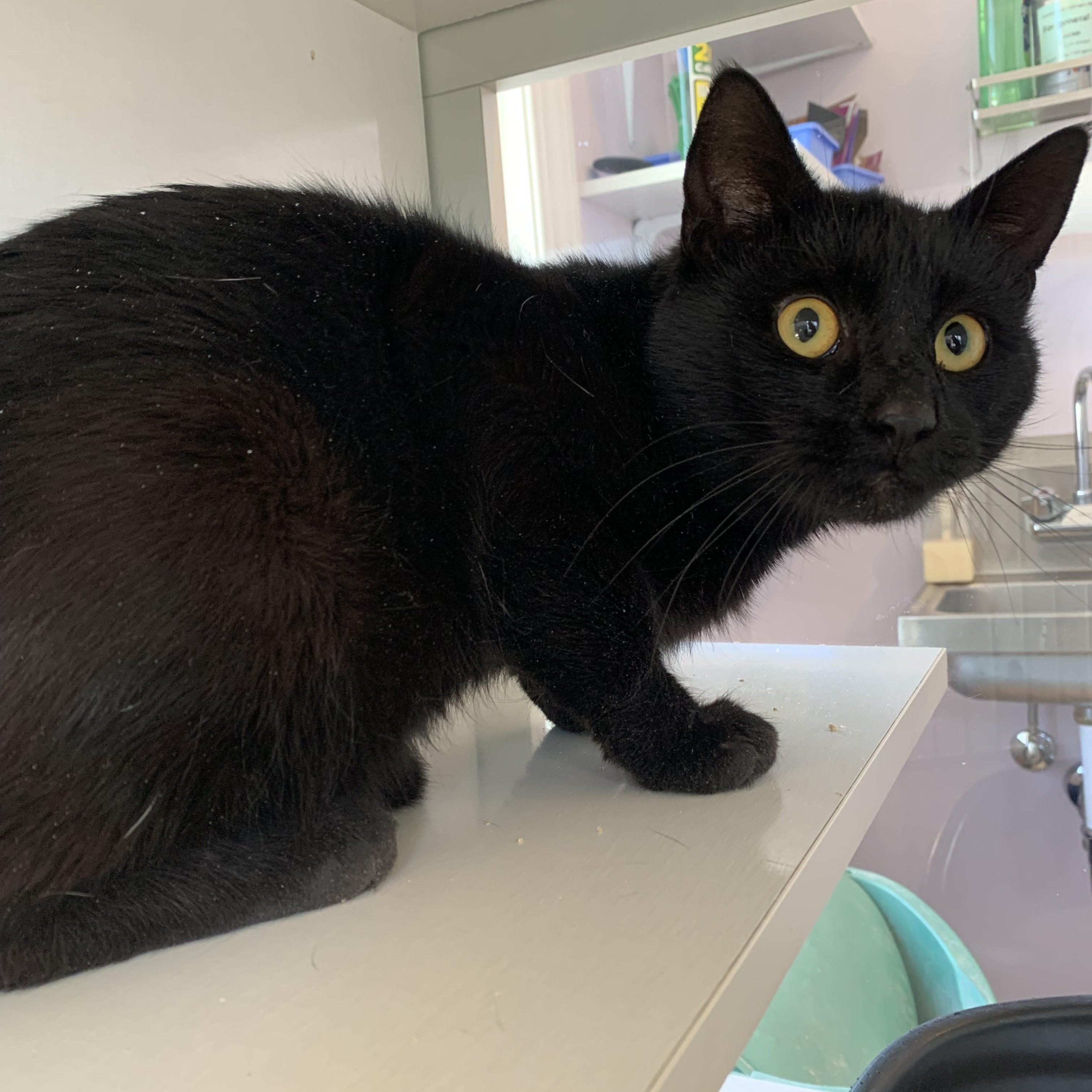 Baines, an adoptable Domestic Short Hair in Salisbury, MA, 01952 | Photo Image 2