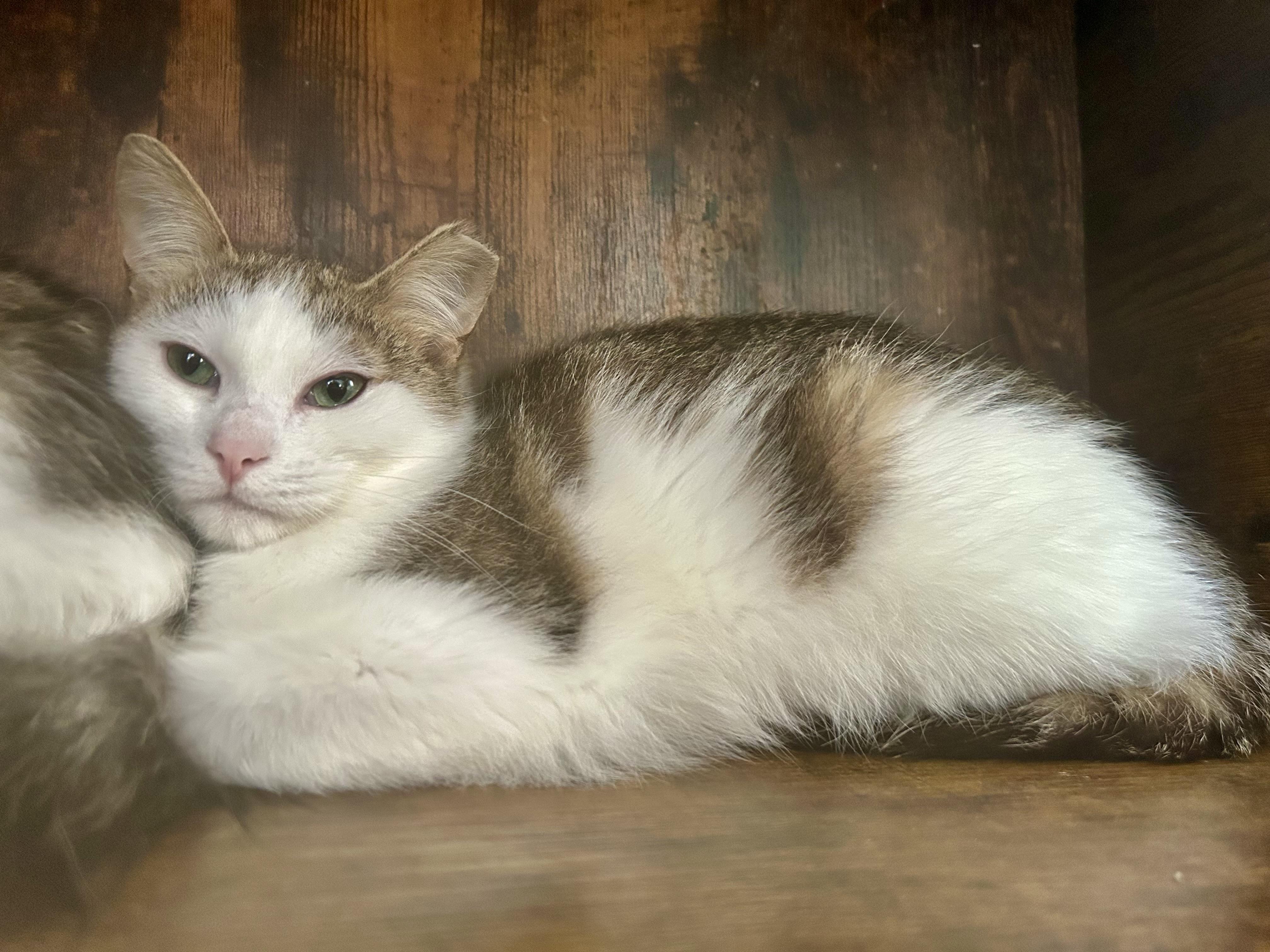 Enlarge Aldean, a Adoptable Tabby in Grand Rapids, MI image 2/6