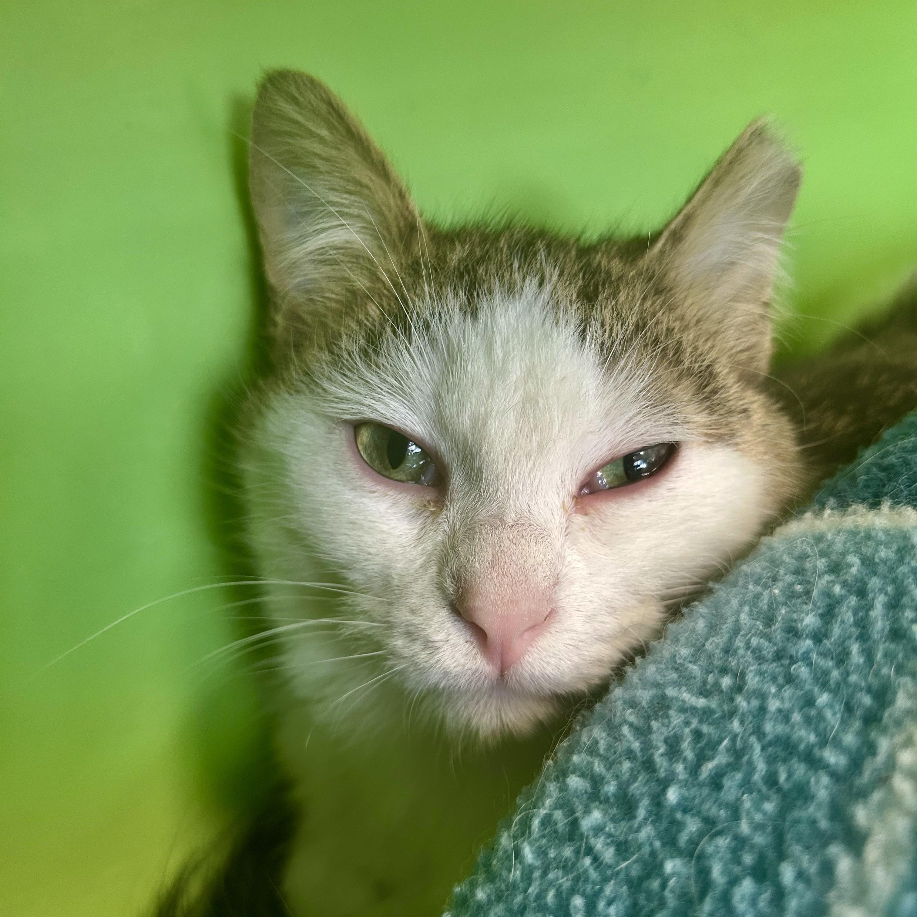 Enlarge Aldean, a Adoptable Tabby in Grand Rapids, MI image 4/6