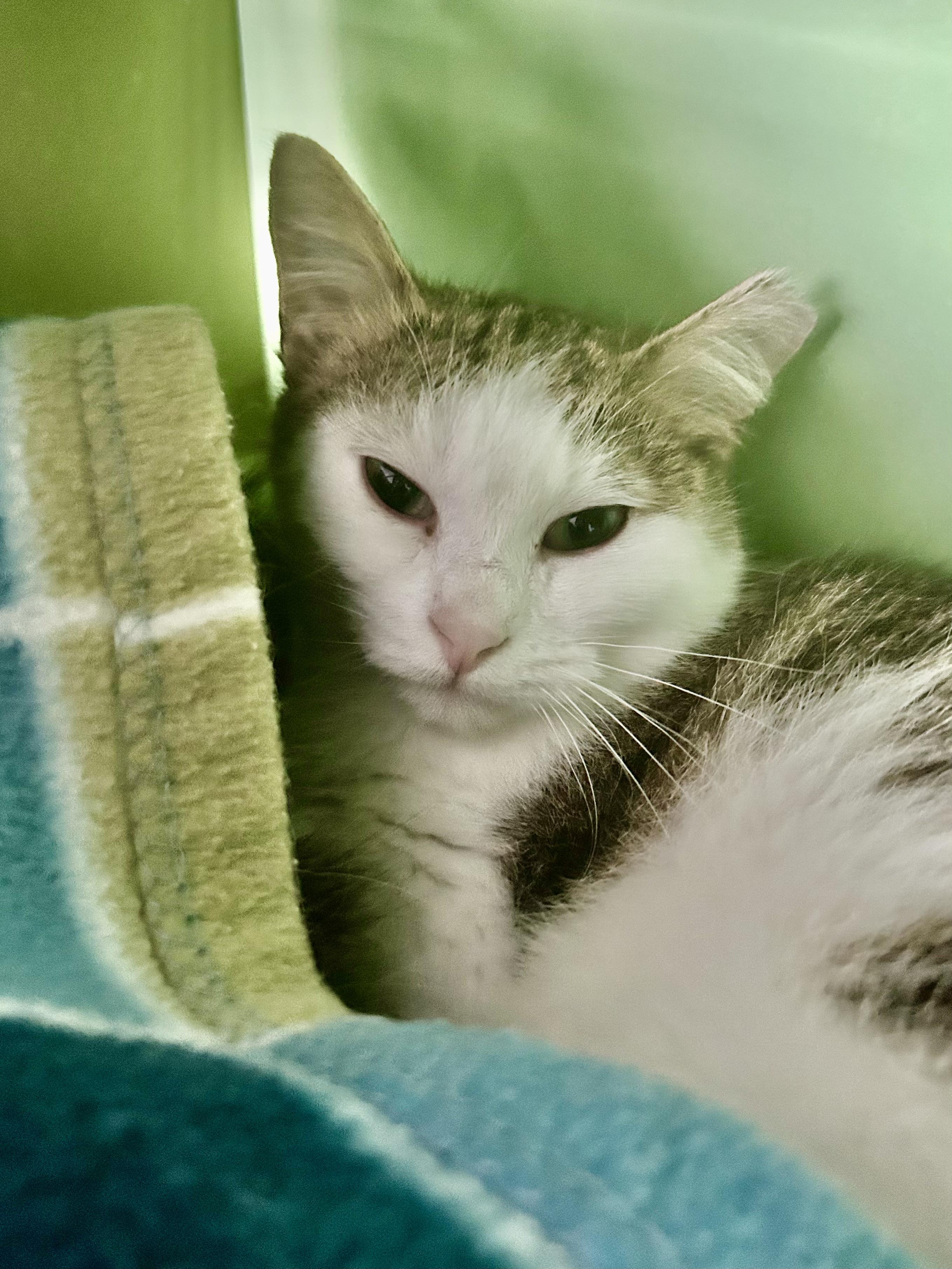 Enlarge Aldean, a Adoptable Tabby in Grand Rapids, MI image 3/6