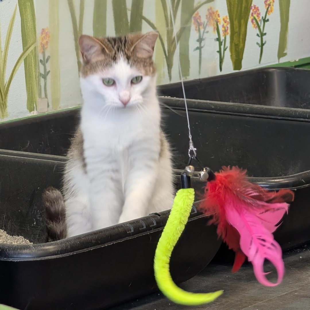 Enlarge Aldean, a Adoptable Tabby in Grand Rapids, MI image 1/6