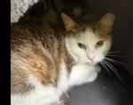 Enlarge Aldean, a Adoptable Tabby in Grand Rapids, MI image 5/6
