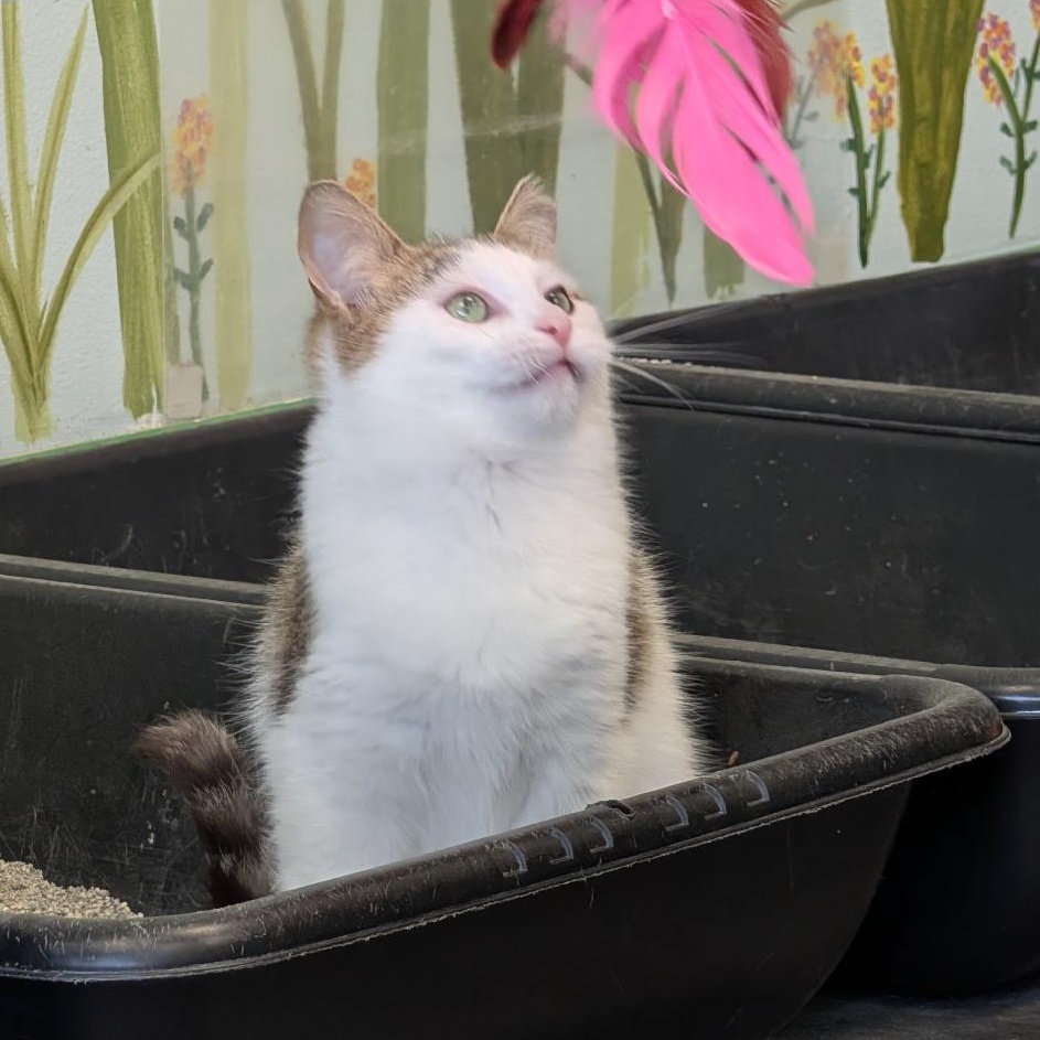 Enlarge Aldean, a Adoptable Tabby in Grand Rapids, MI image 6/6