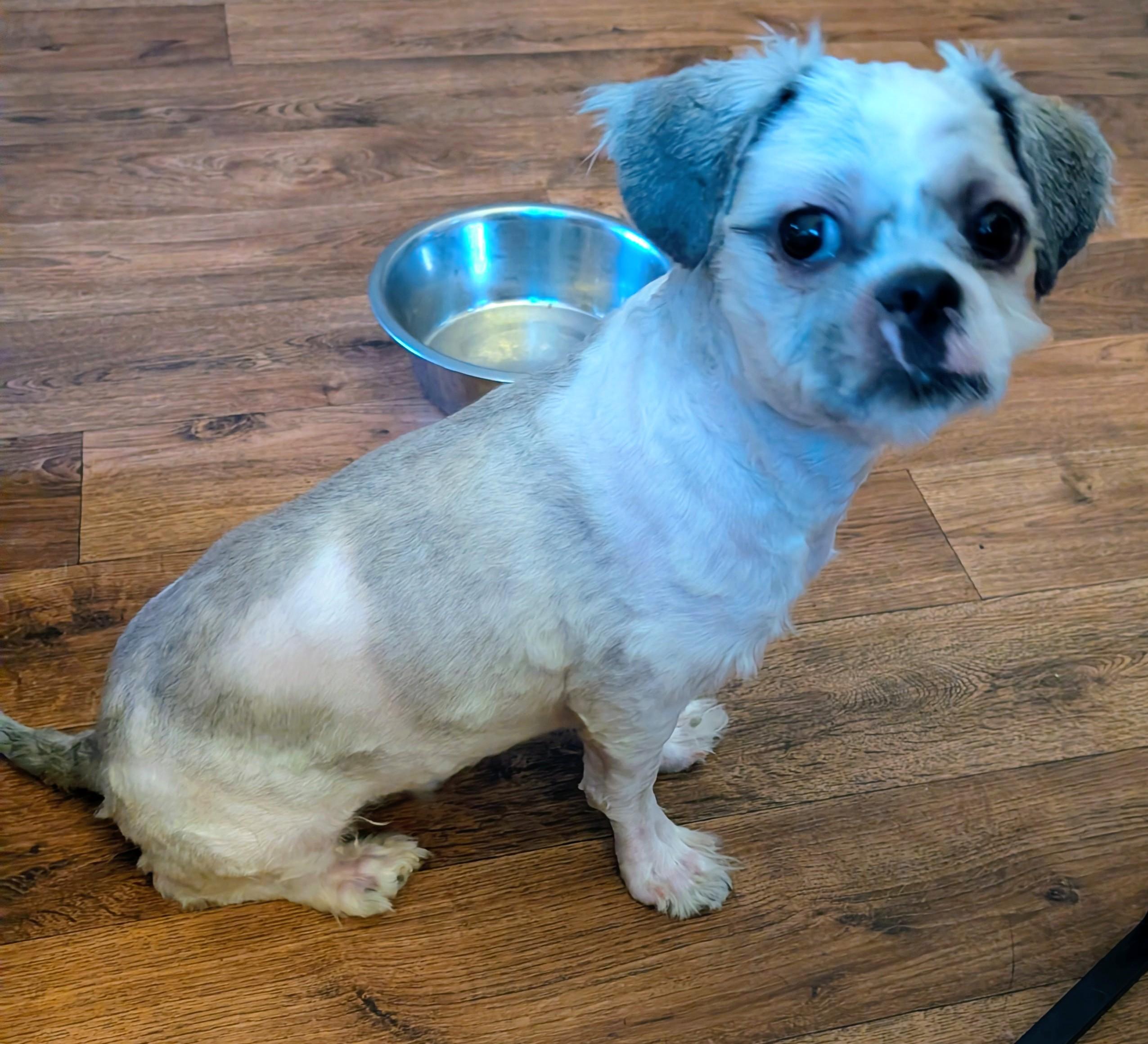 Honey, ADOPTABLE, Young Male Shih Tzu.