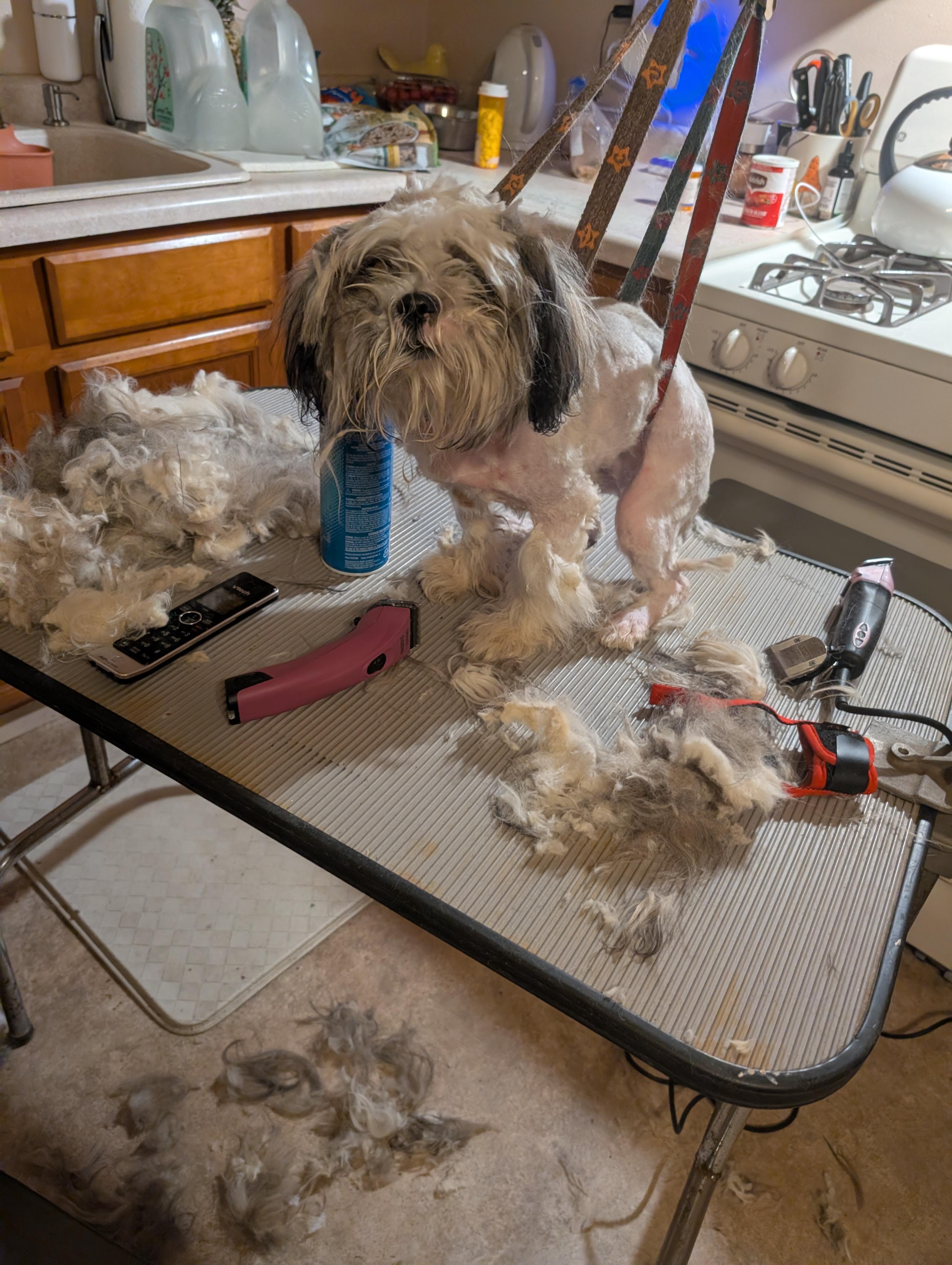 Enlarge Honey, a ADOPTABLE Shih Tzu in Homer Glen, IL image 2/6