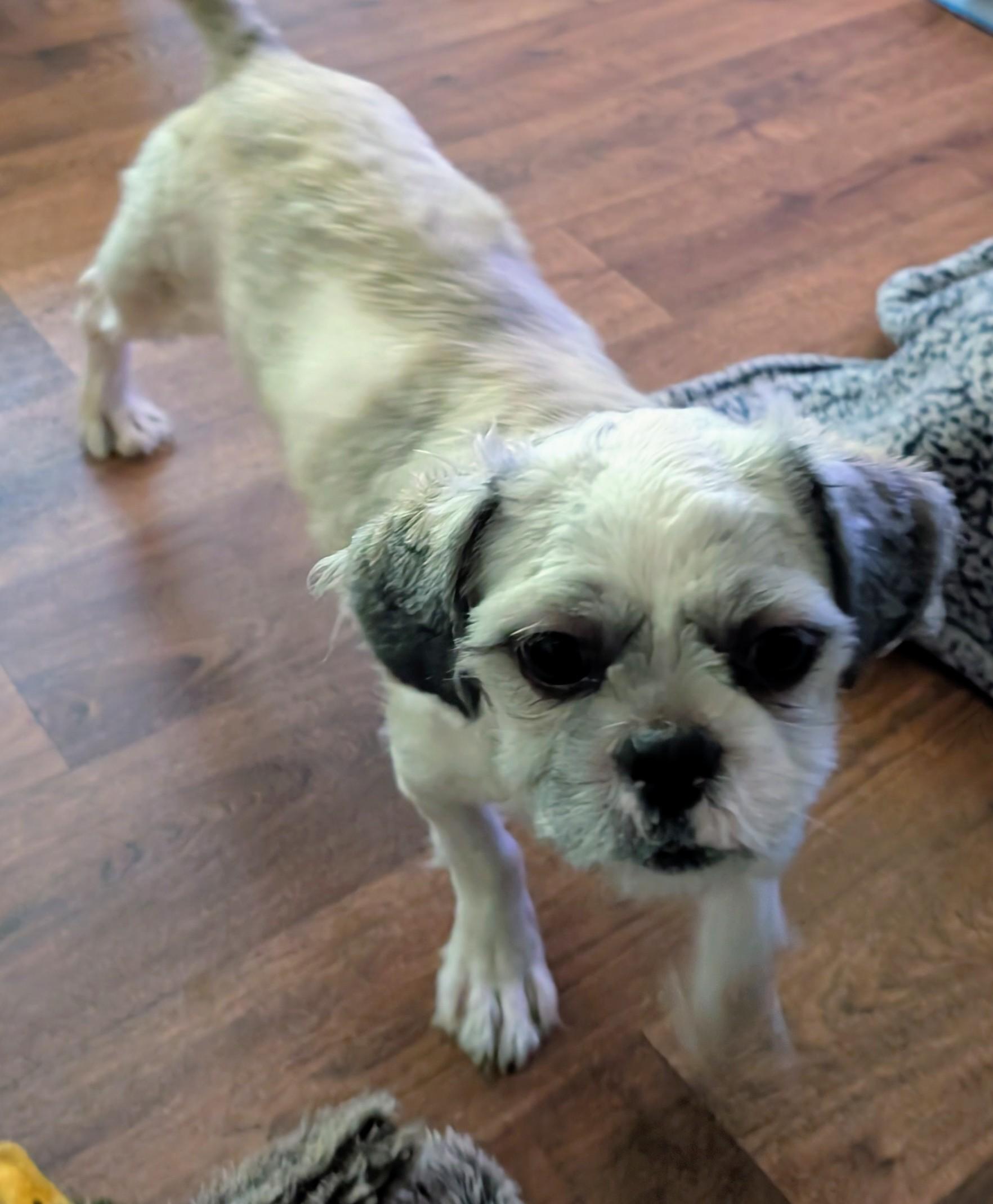 Enlarge Honey, a ADOPTABLE Shih Tzu in Homer Glen, IL image 4/6