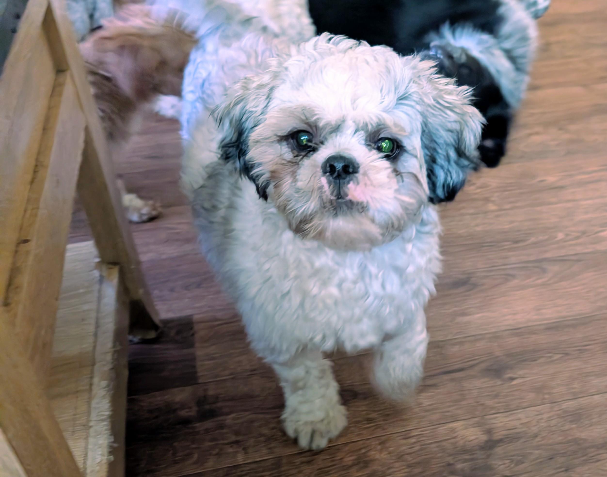 Honey, Adoptable, Young Male Shih Tzu.
