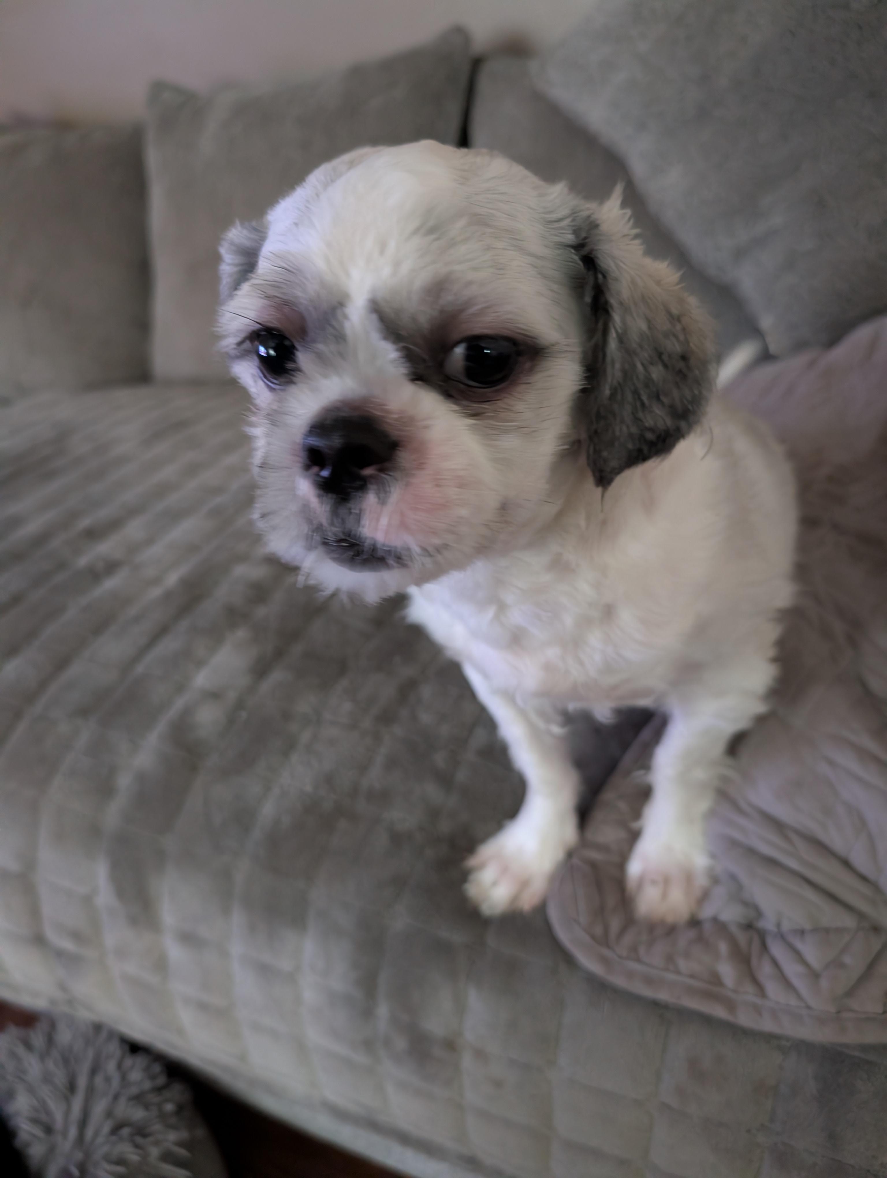 Enlarge Honey, a ADOPTABLE Shih Tzu in Homer Glen, IL image 3/6