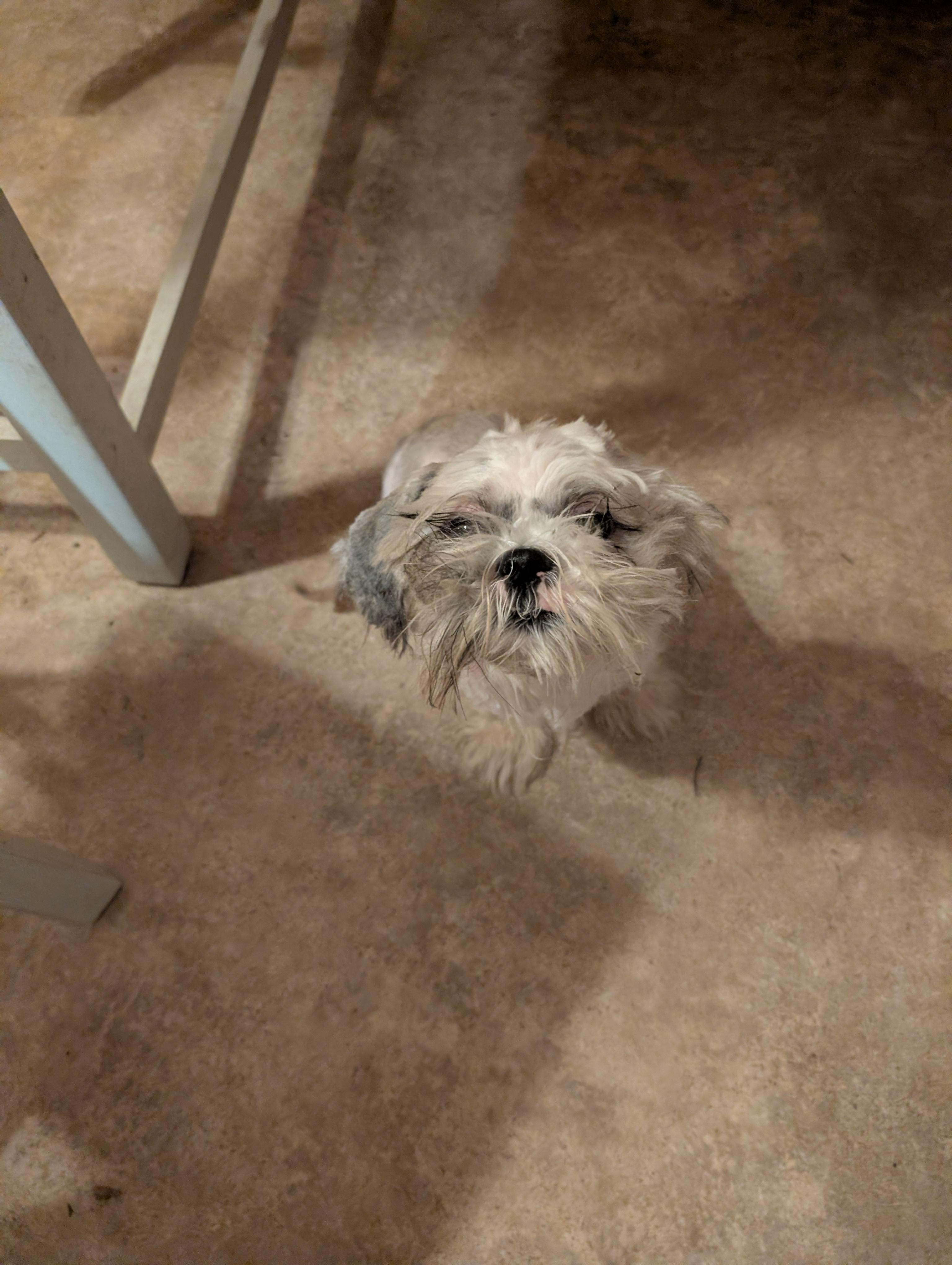 Enlarge Honey, a ADOPTABLE Shih Tzu in Homer Glen, IL image 5/6