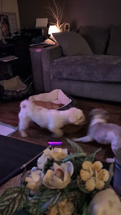 Enlarge Honey, a ADOPTABLE Shih Tzu in Homer Glen, IL video 6/6