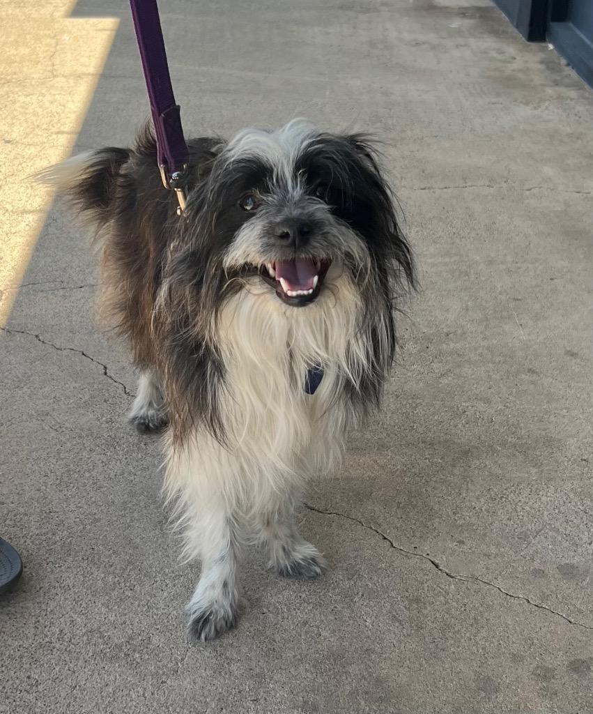 26Palisades, ADOPTABLE, Adult Male Terrier & Maltese.