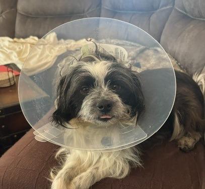 26Palisades, a ADOPTABLE mixed breed in Shingle Springs, CA image 2/3
