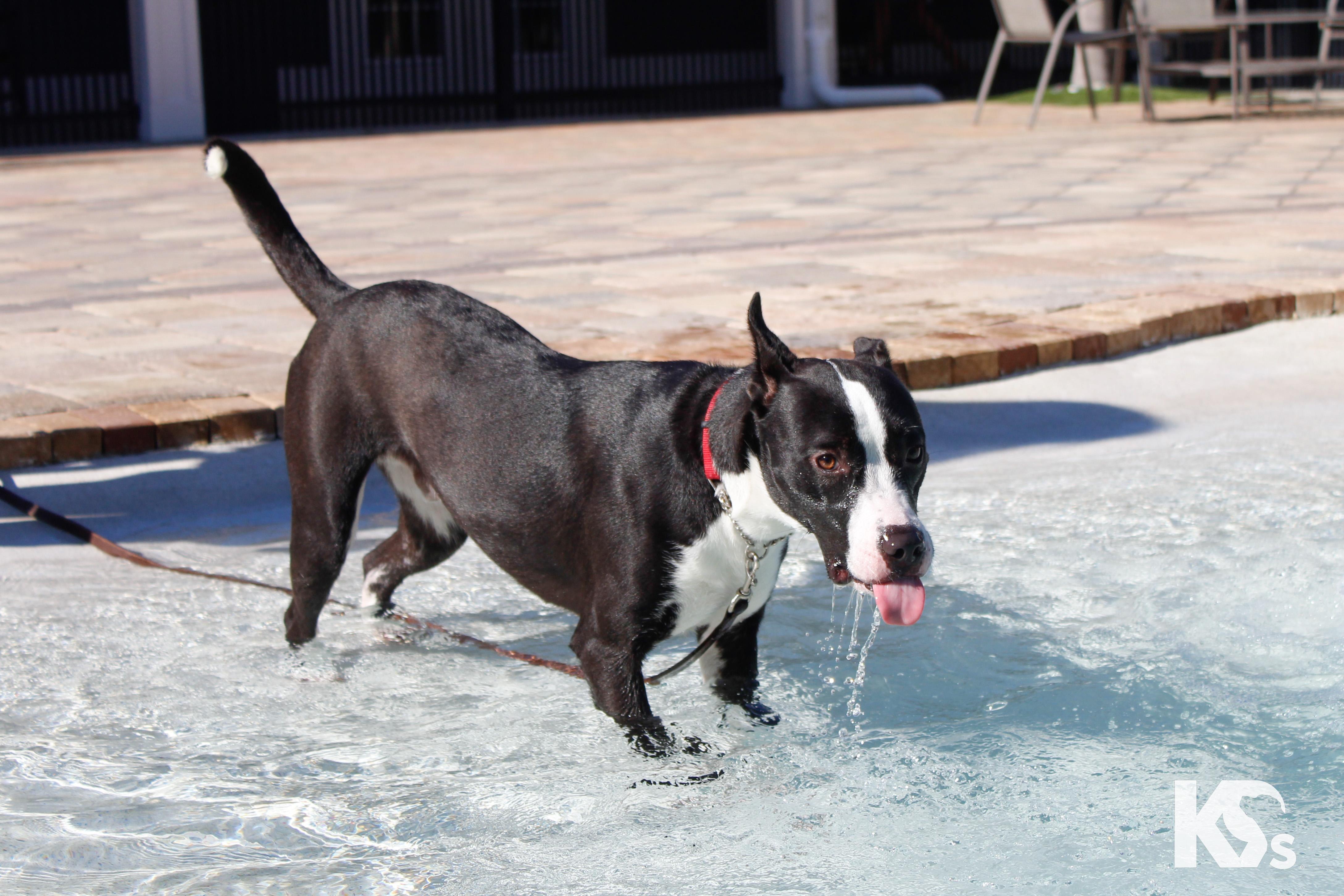 Enlarge Train, a Adoptable mixed breed in Ponte Vedra, FL image 4/6