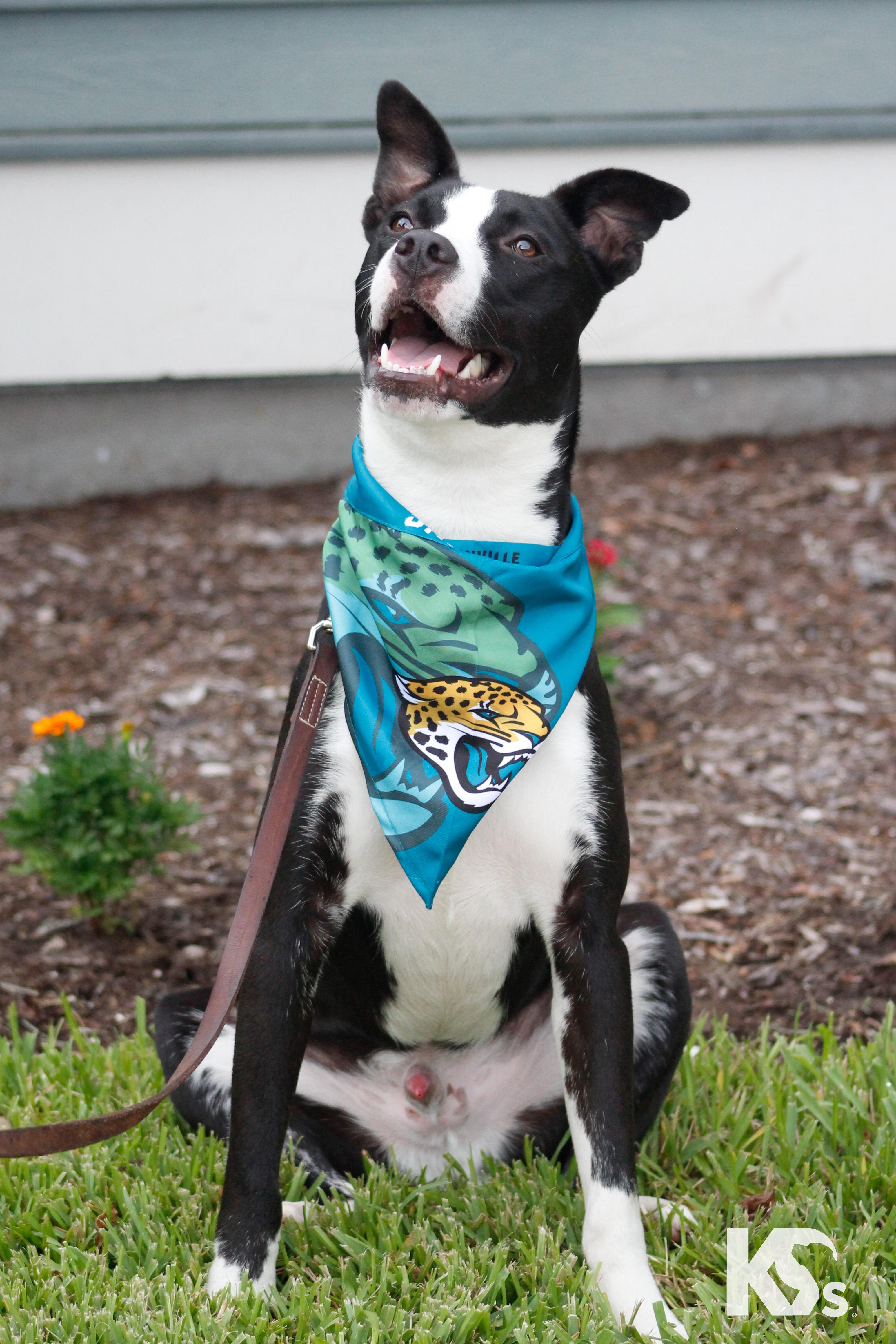 Enlarge Train, a Adoptable mixed breed in Ponte Vedra, FL image 5/6