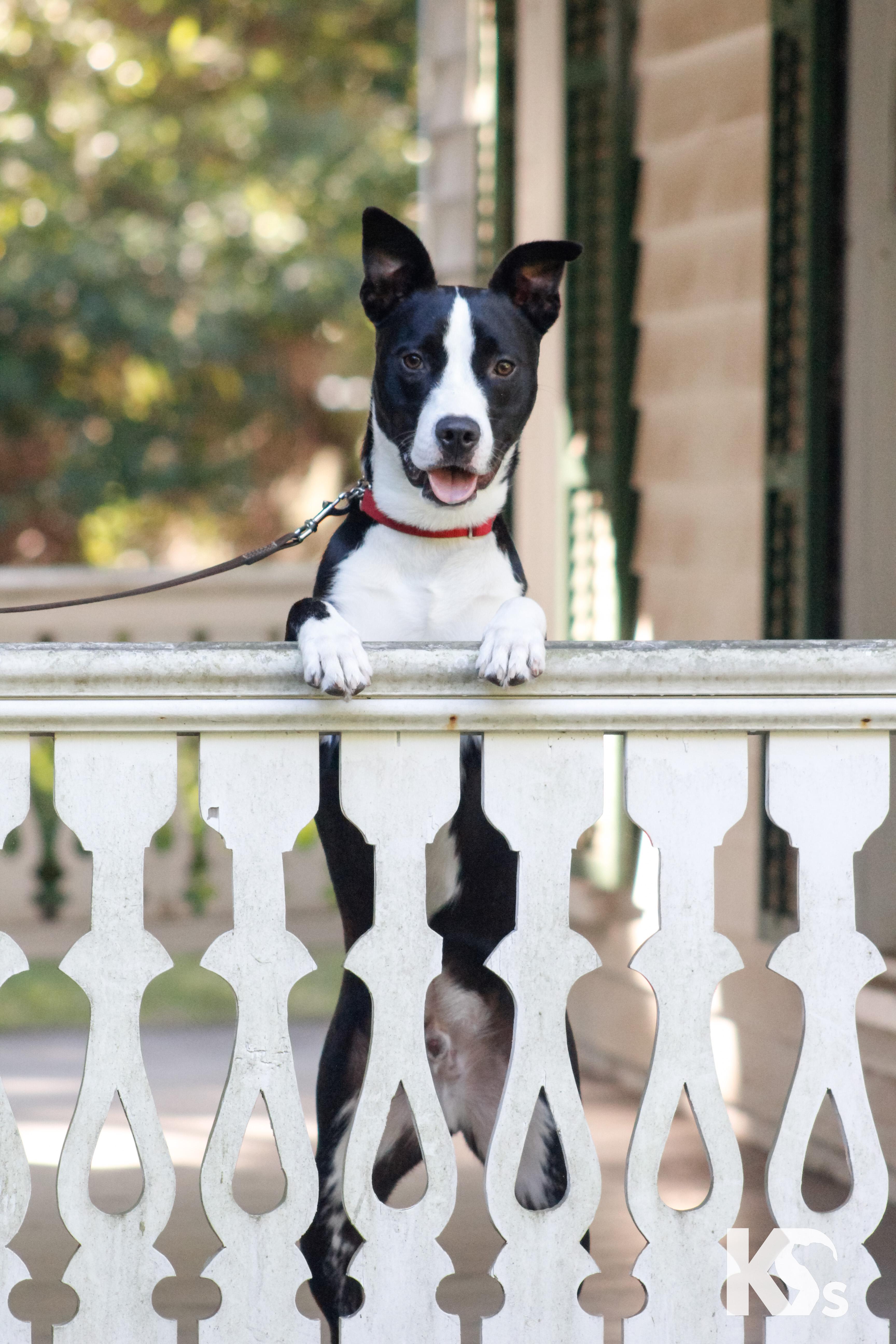 Enlarge Train, a Adoptable mixed breed in Ponte Vedra, FL image 6/6