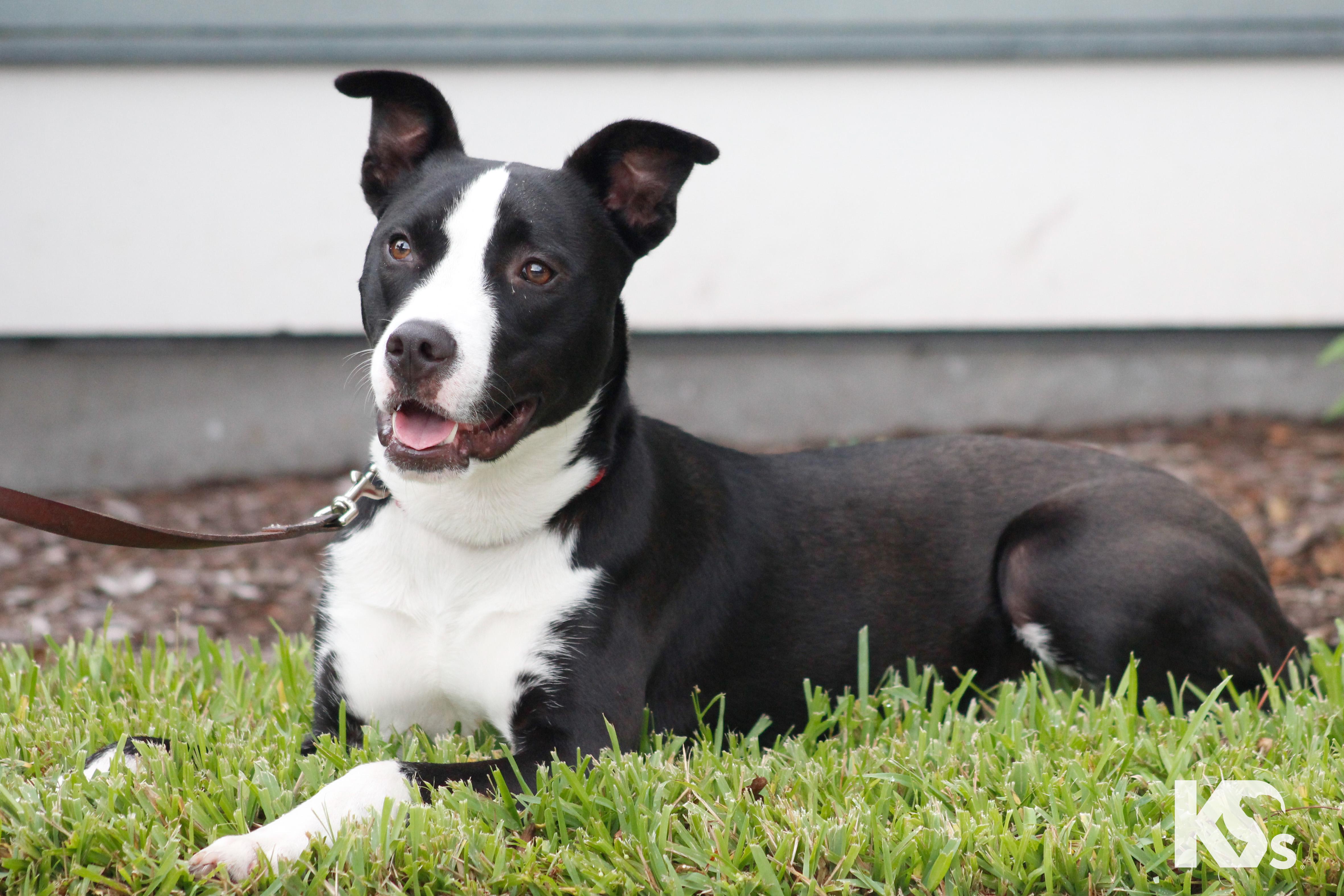 Enlarge Train, a Adoptable mixed breed in Ponte Vedra, FL image 2/6