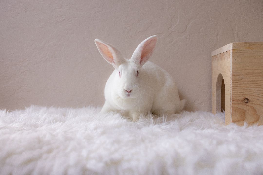 Henny, a Adoptable New Zealand in Los Angeles, CA image 1/12