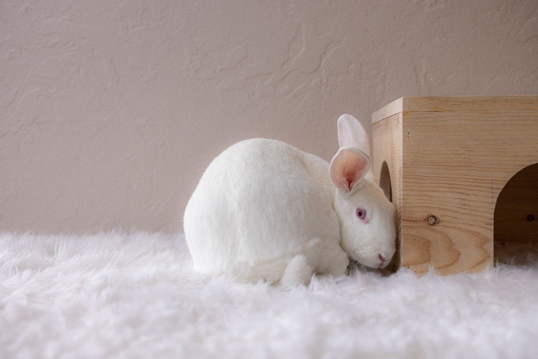 Henny, a Adoptable New Zealand in Los Angeles, CA image 2/12