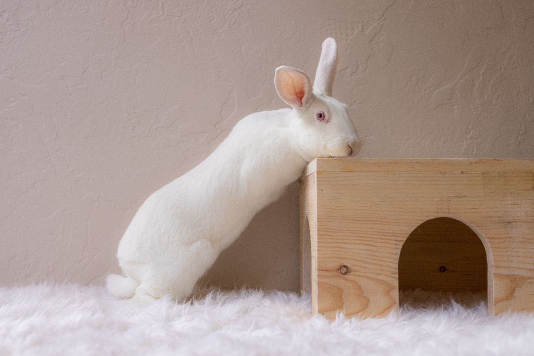 Henny, a Adoptable New Zealand in Los Angeles, CA image 3/12