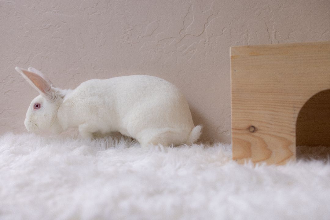 Henny, a Adoptable New Zealand in Los Angeles, CA image 4/12