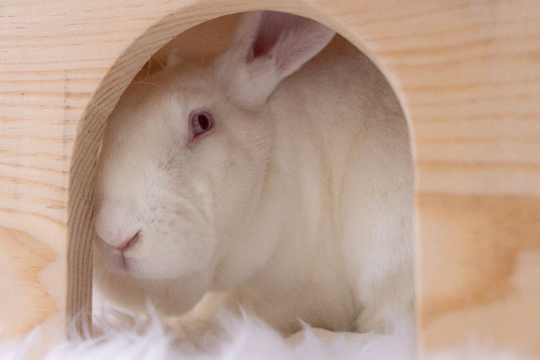 Henny, Adoptable, Adult Female New Zealand.
