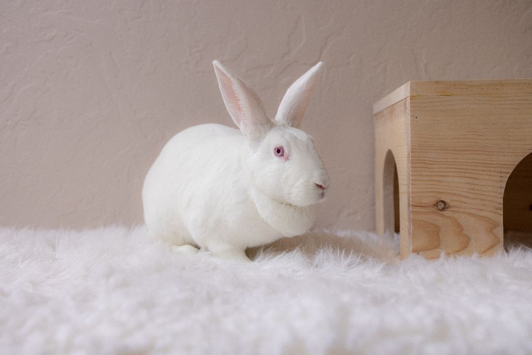 Henny, a Adoptable New Zealand in Los Angeles, CA image 6/12