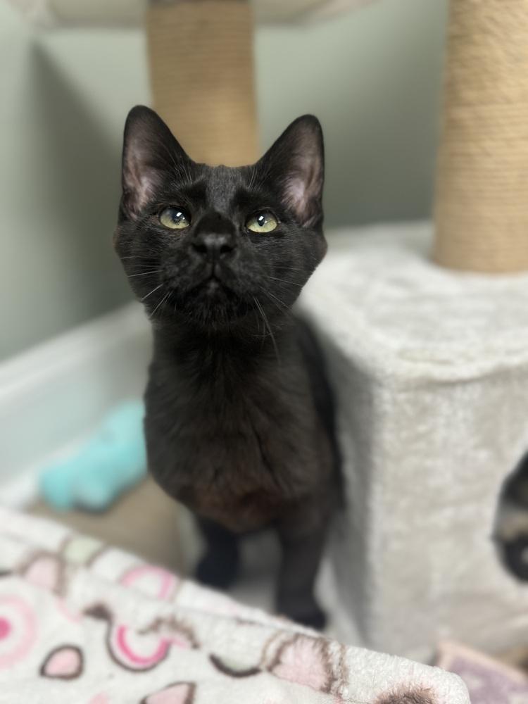Enlarge Bluto Sailor, a Adoptable Domestic Short Hair in Mount Laurel, NJ image 1/4