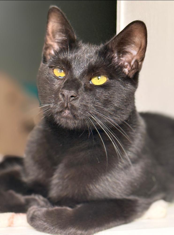 Enlarge Bluto Sailor, a Adoptable Domestic Short Hair in Mount Laurel, NJ image 2/4
