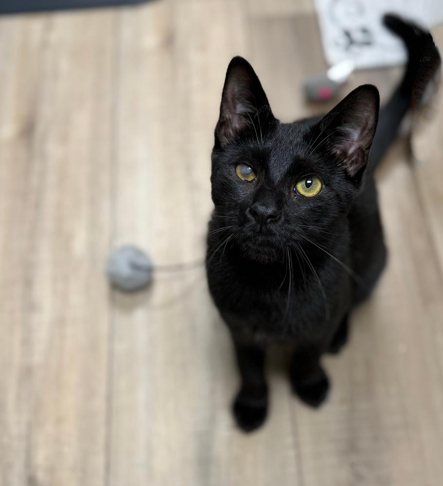 Enlarge Bluto Sailor, a Adoptable Domestic Short Hair in Mount Laurel, NJ image 3/4