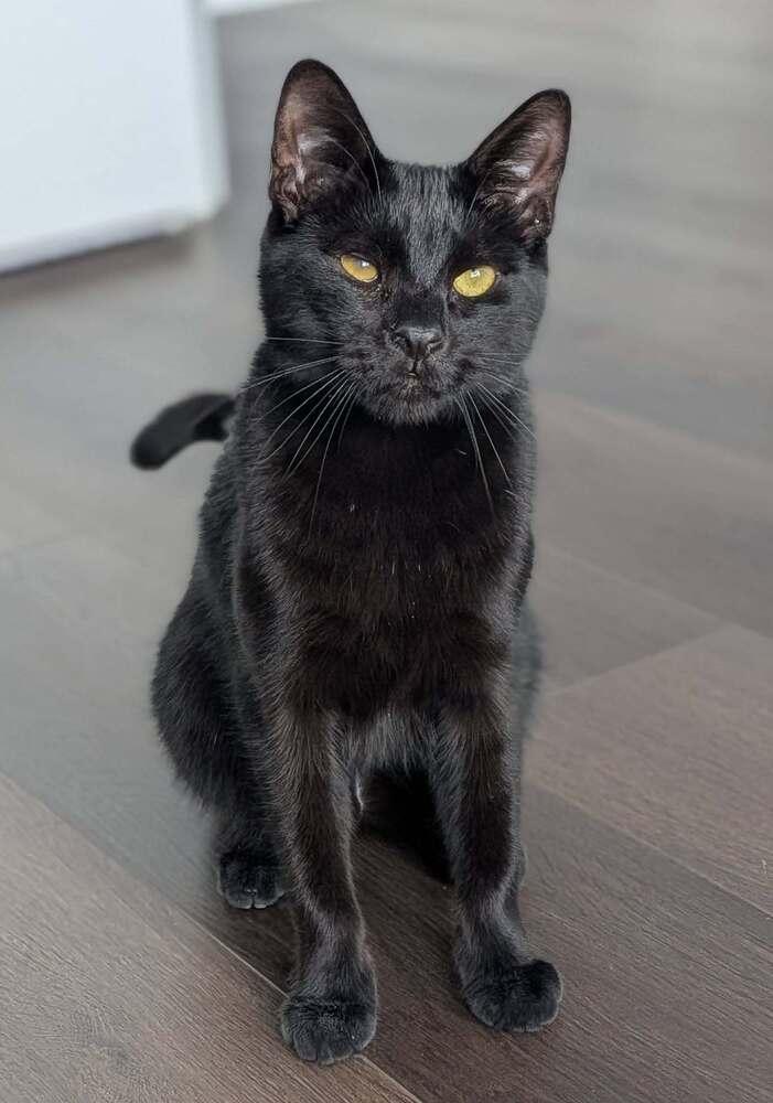 Enlarge Bluto Sailor, a Adoptable Domestic Short Hair in Mount Laurel, NJ image 4/4